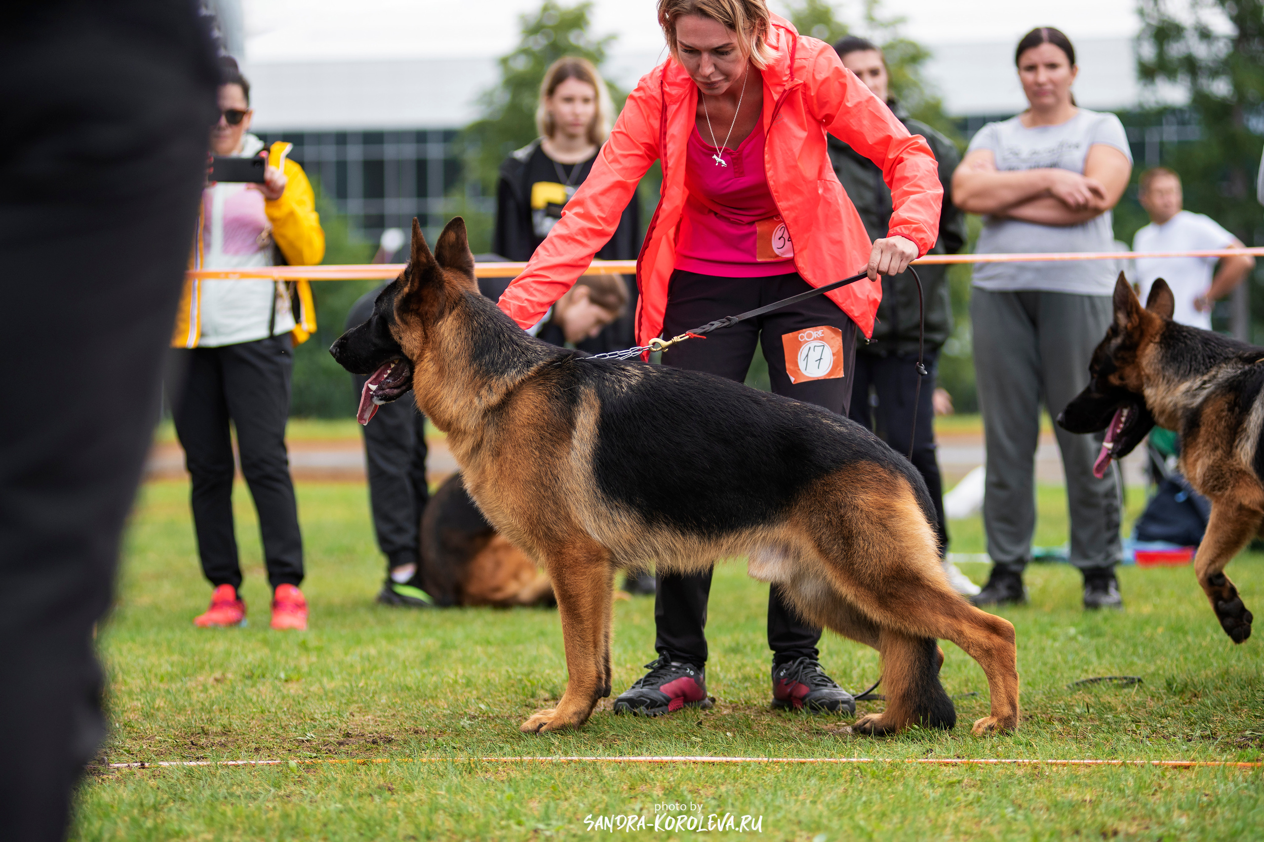 Монопородная выставка немецких овчарок, г. Заречный 2021. Дог-фотограф в Тюмени Александра Королева