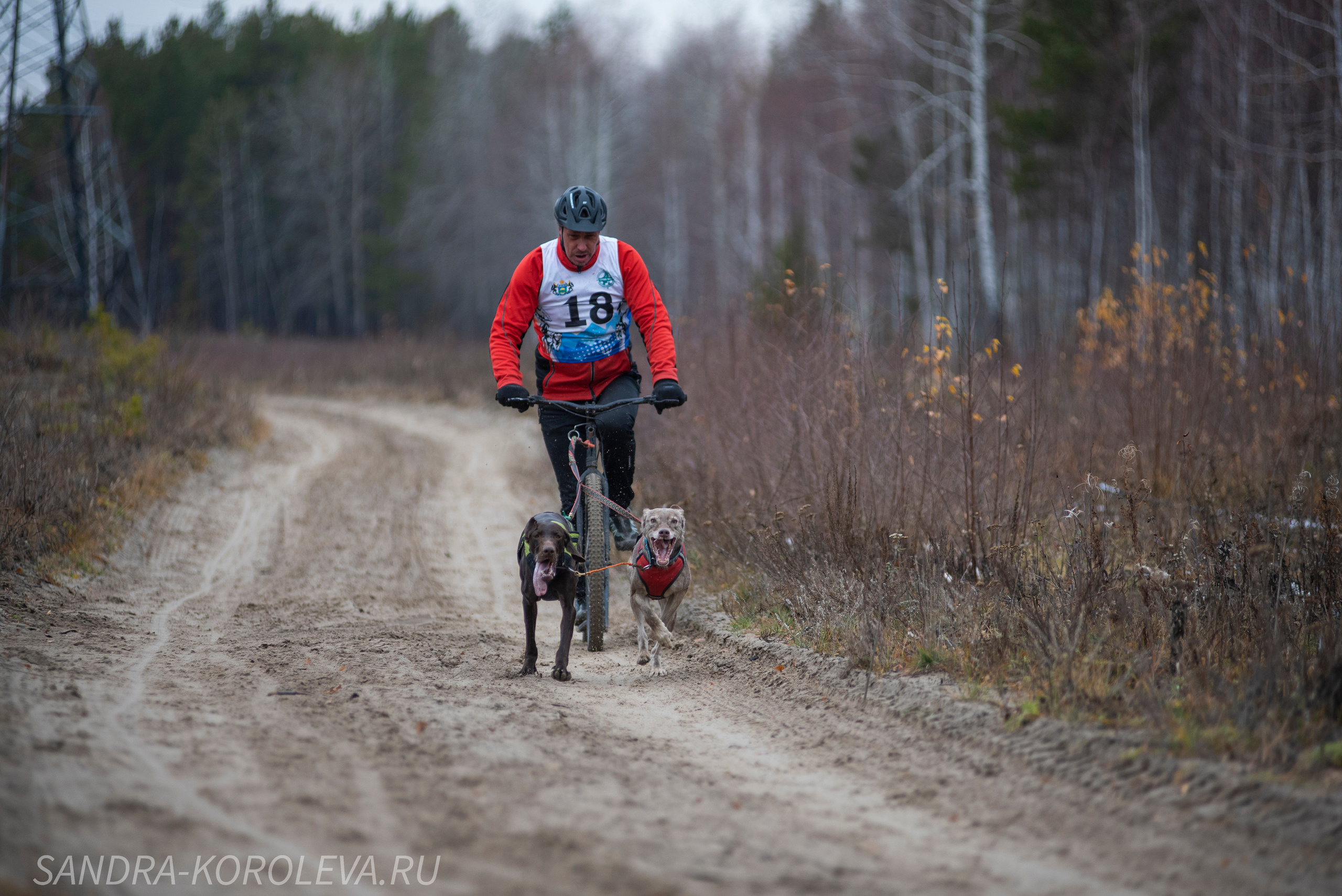 Спринт-гонка «Закрытие сезона» 24.10.2021. Дог-фотограф в Тюмени Александра Королева
