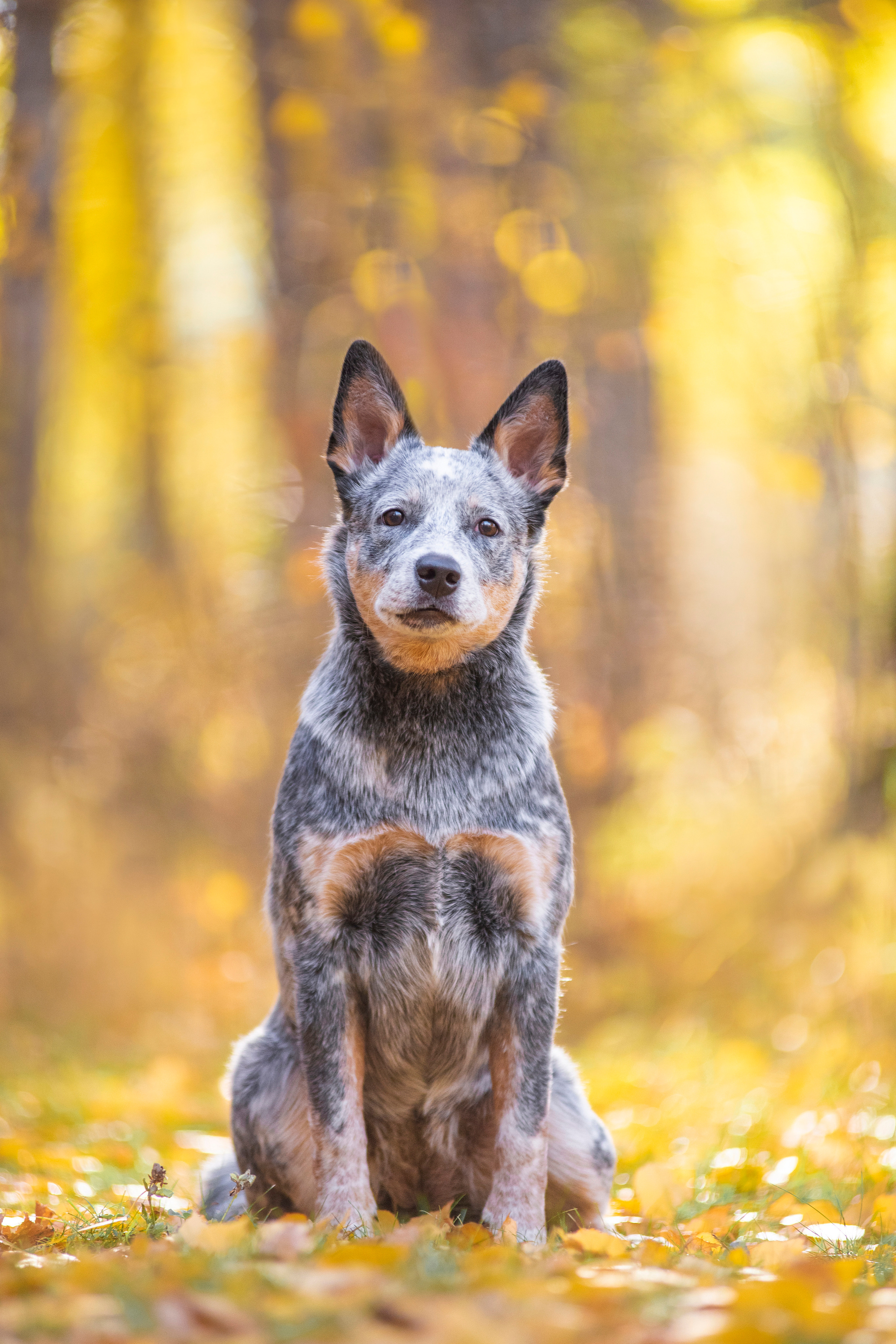 Осенний хиллер. Дог-фотограф в Тюмени Александра Королева