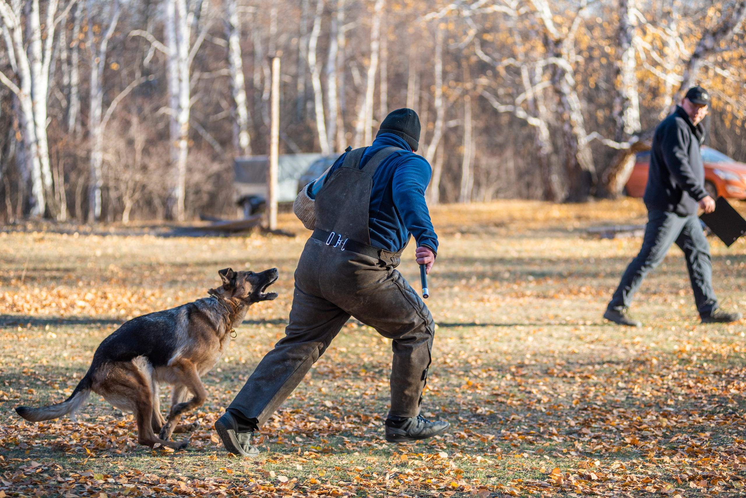 RUSSIAN HELPERS SCHOOL. Магнитогорск октябрь 2021. Дог-фотограф в Тюмени Александра Королева