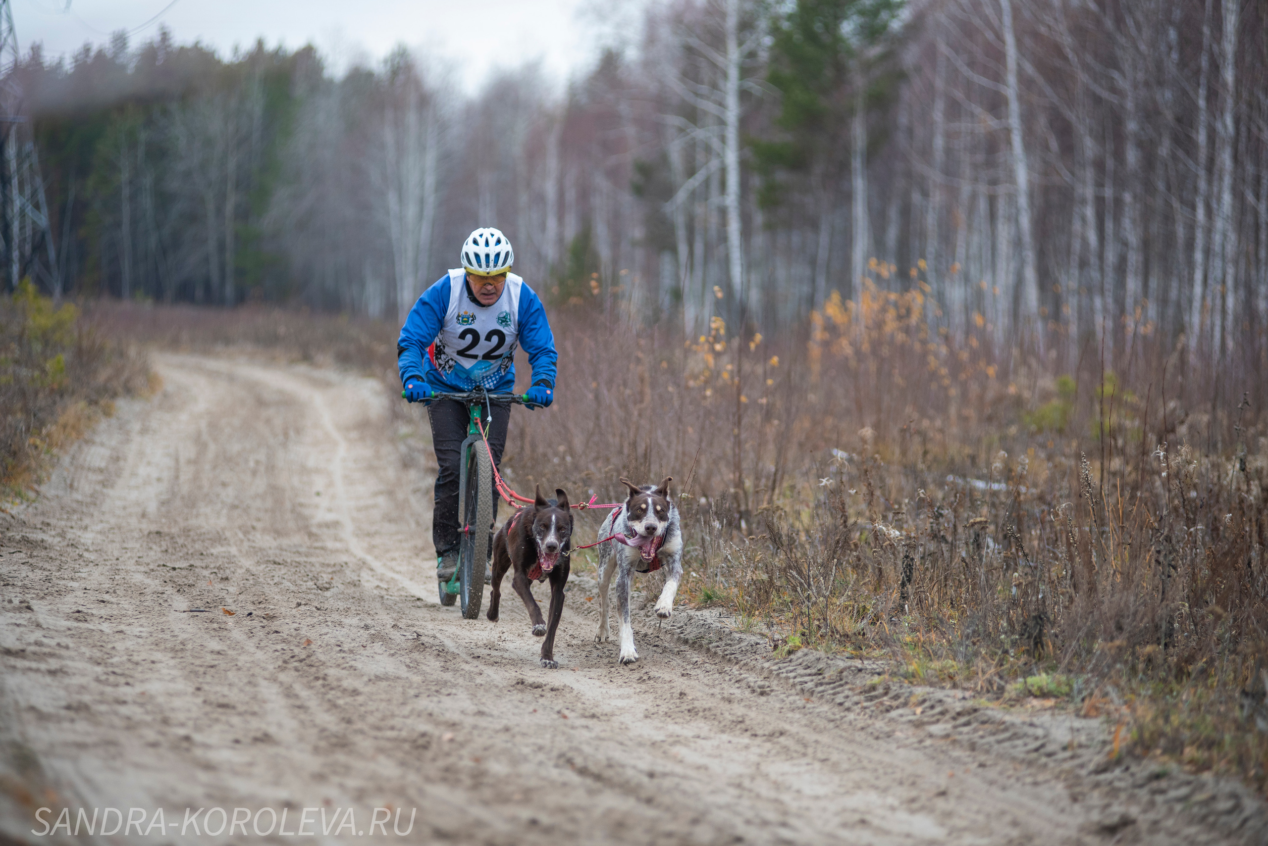 Спринт-гонка «Закрытие сезона» 24.10.2021. Дог-фотограф в Тюмени Александра Королева