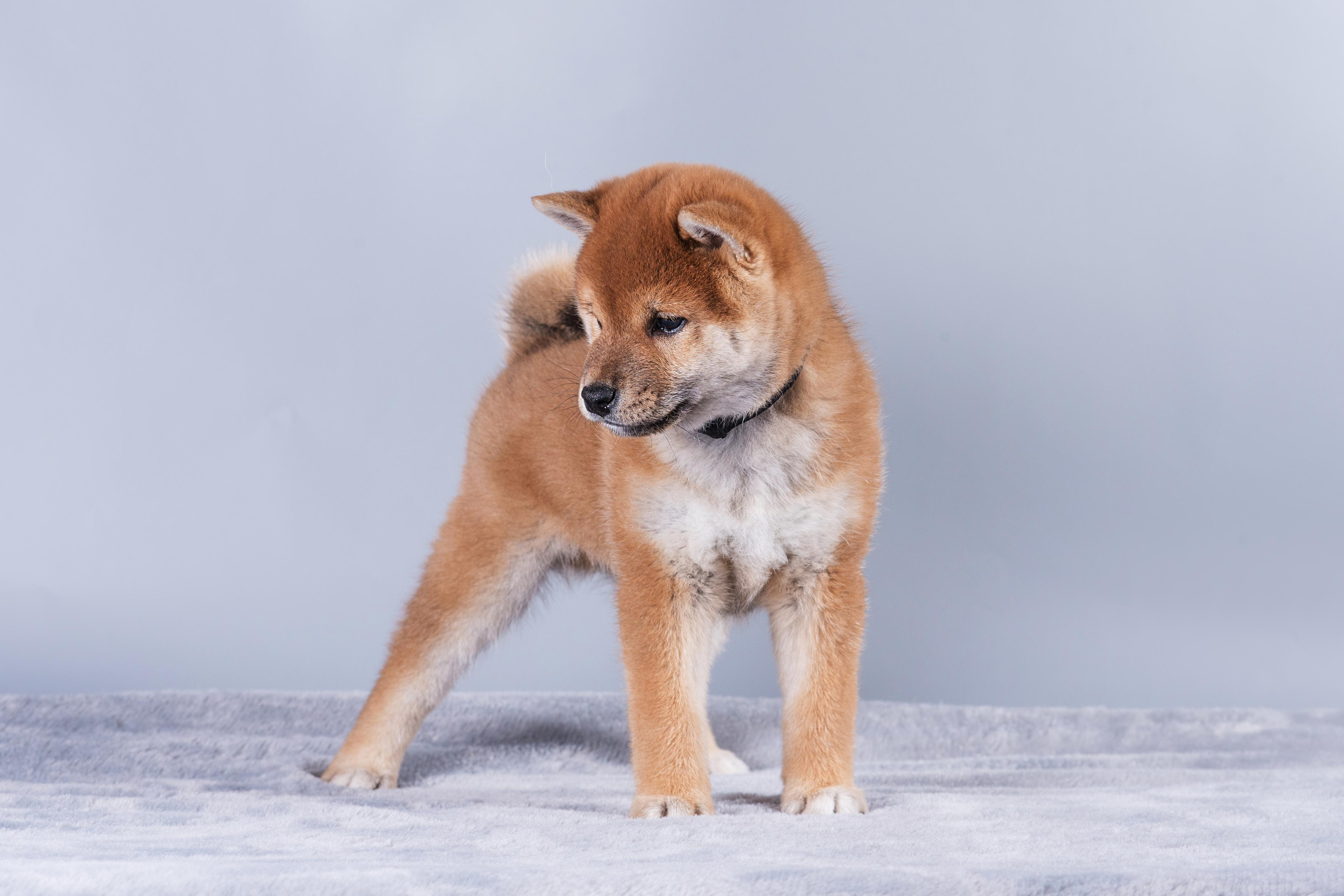 Маленькие сибы. Дог-фотограф в Тюмени Александра Королева
