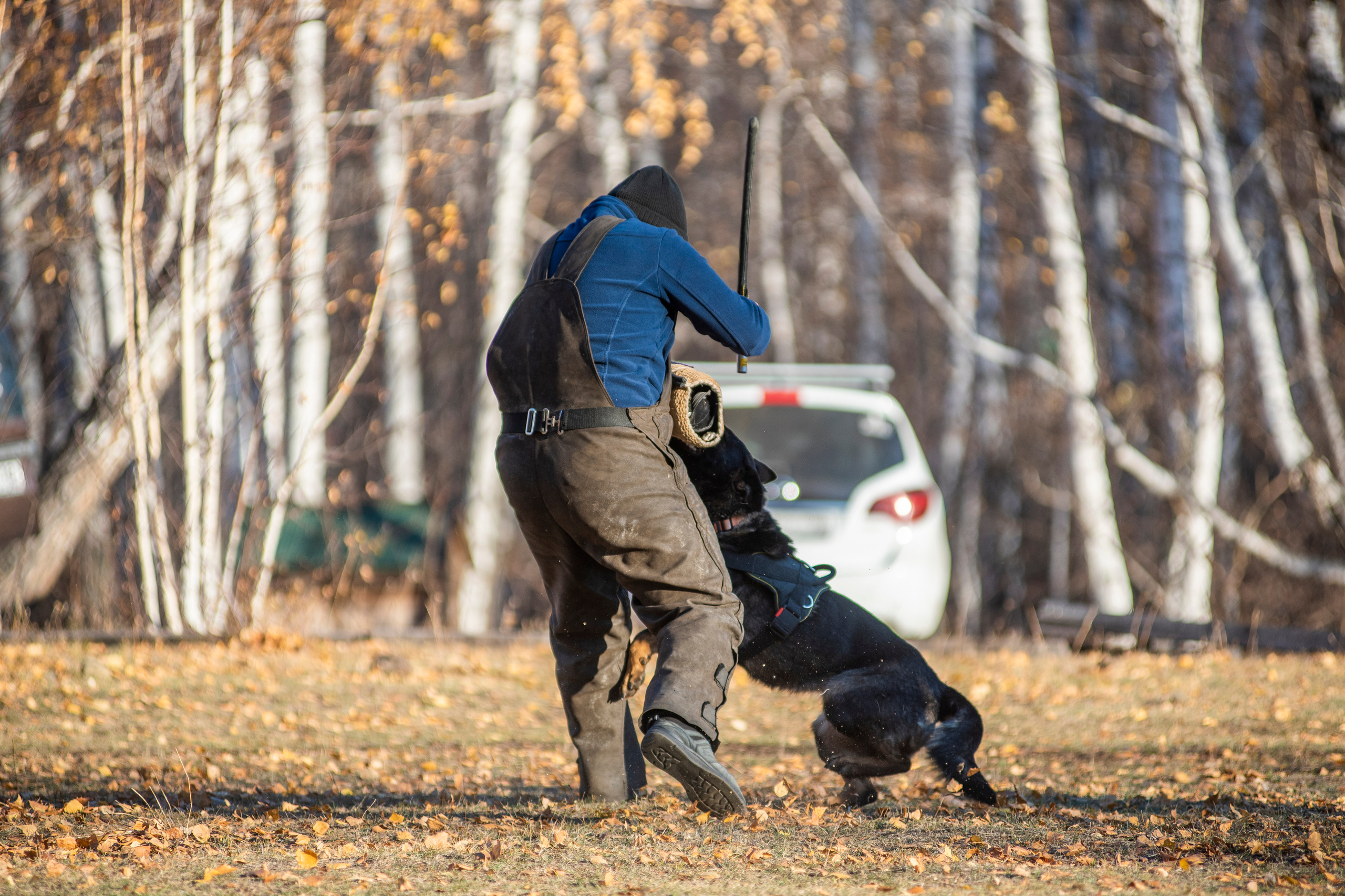 RUSSIAN HELPERS SCHOOL. Магнитогорск октябрь 2021. Дог-фотограф в Тюмени Александра Королева
