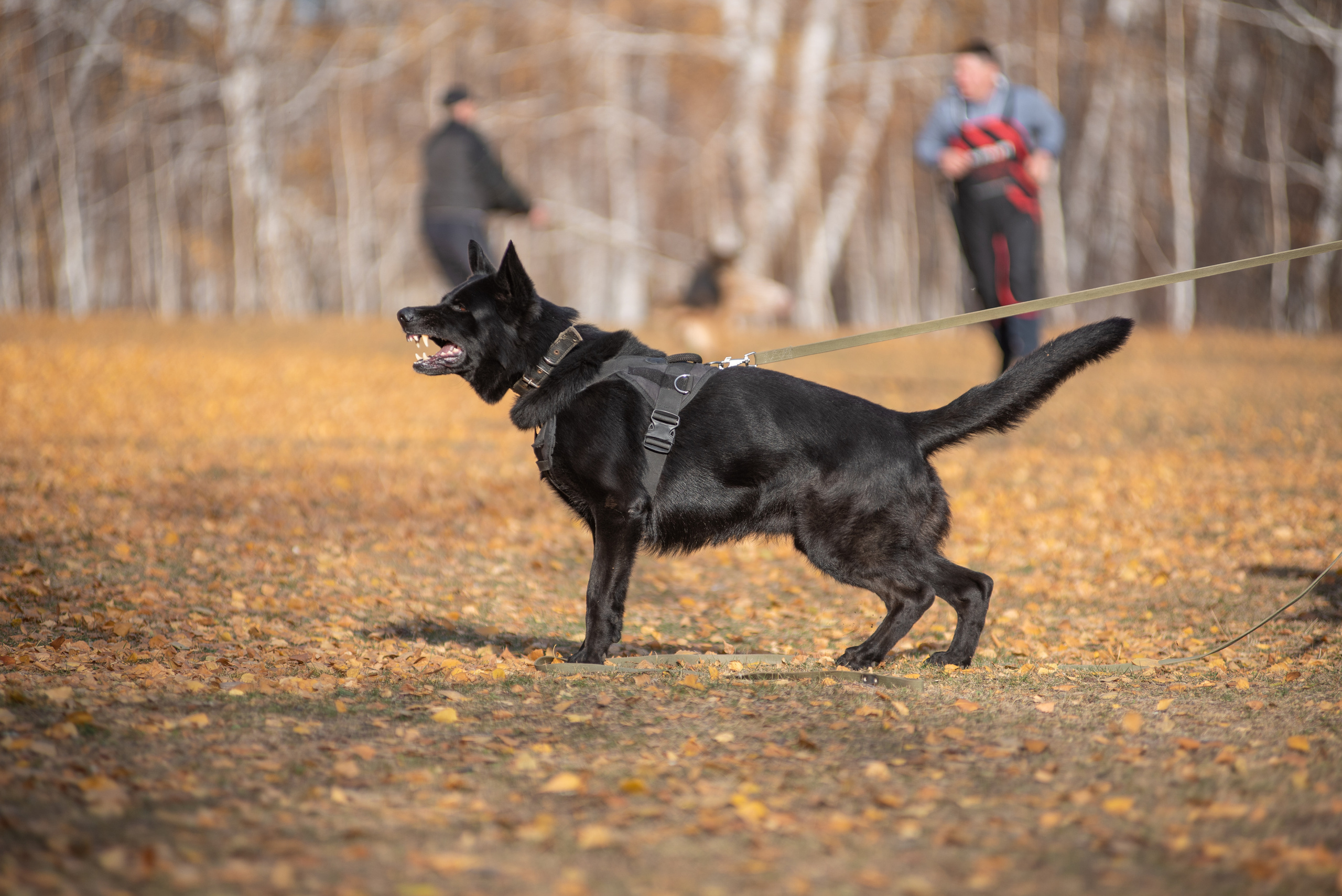 RUSSIAN HELPERS SCHOOL. Магнитогорск октябрь 2021. Дог-фотограф в Тюмени Александра Королева