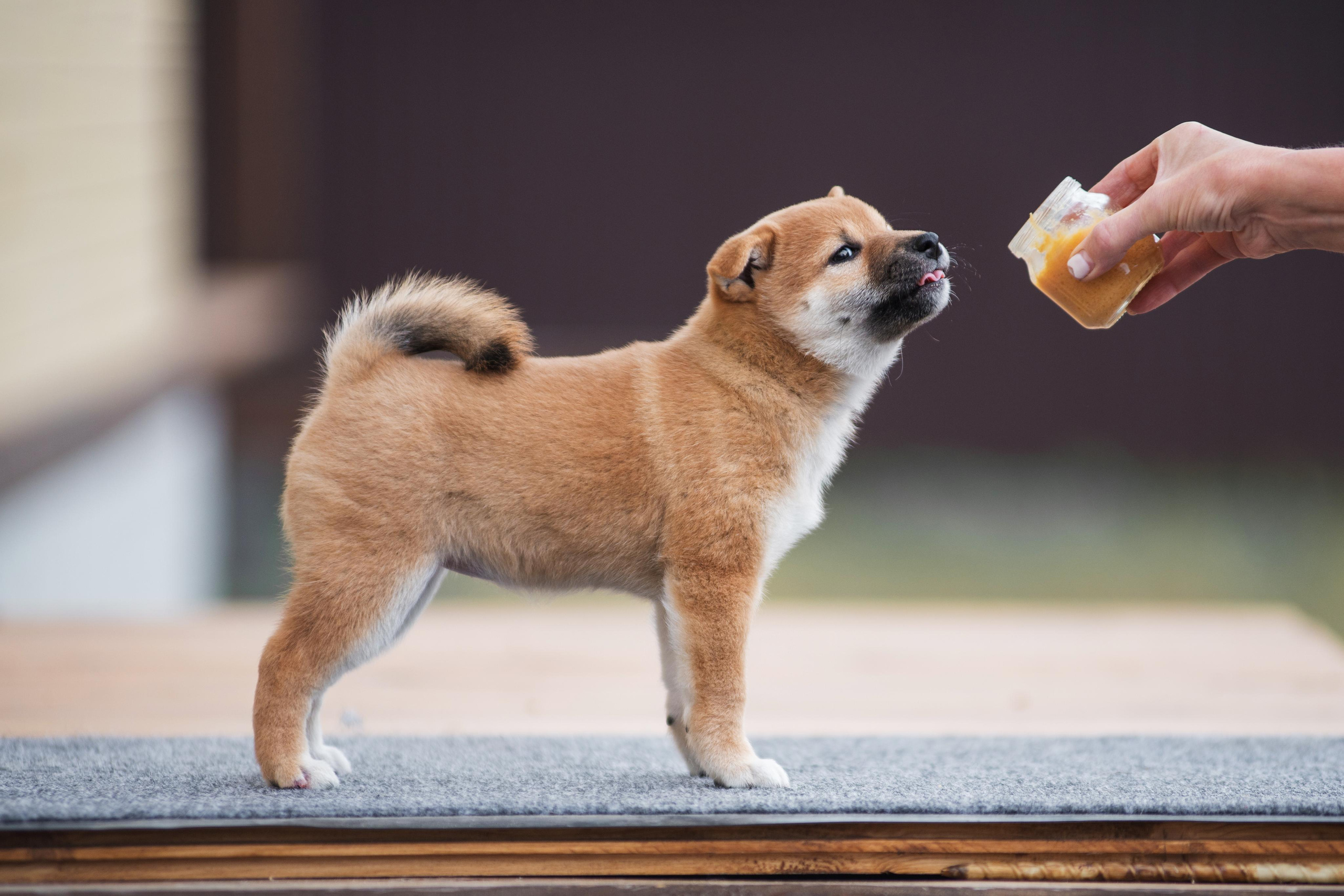 Щеночки Сибы. Дог-фотограф в Тюмени Александра Королева