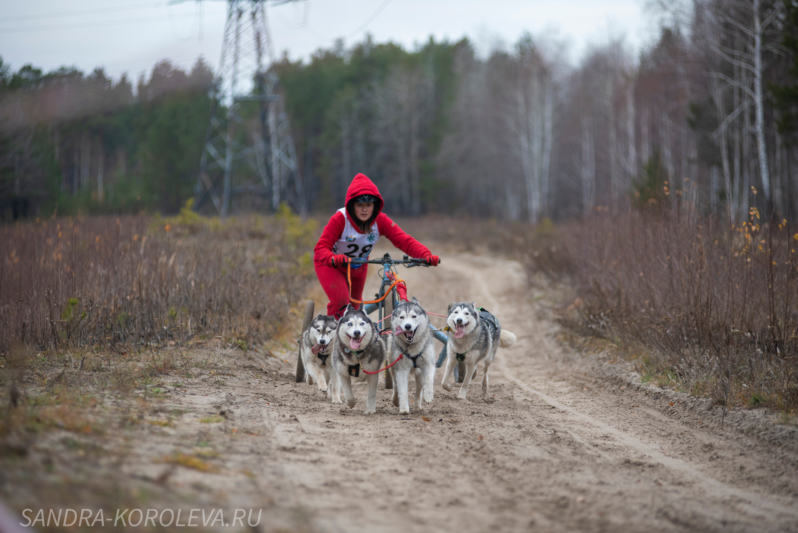 Спринт-гонка «Закрытие сезона» 24.10.2021. Дог-фотограф в Тюмени Александра Королева