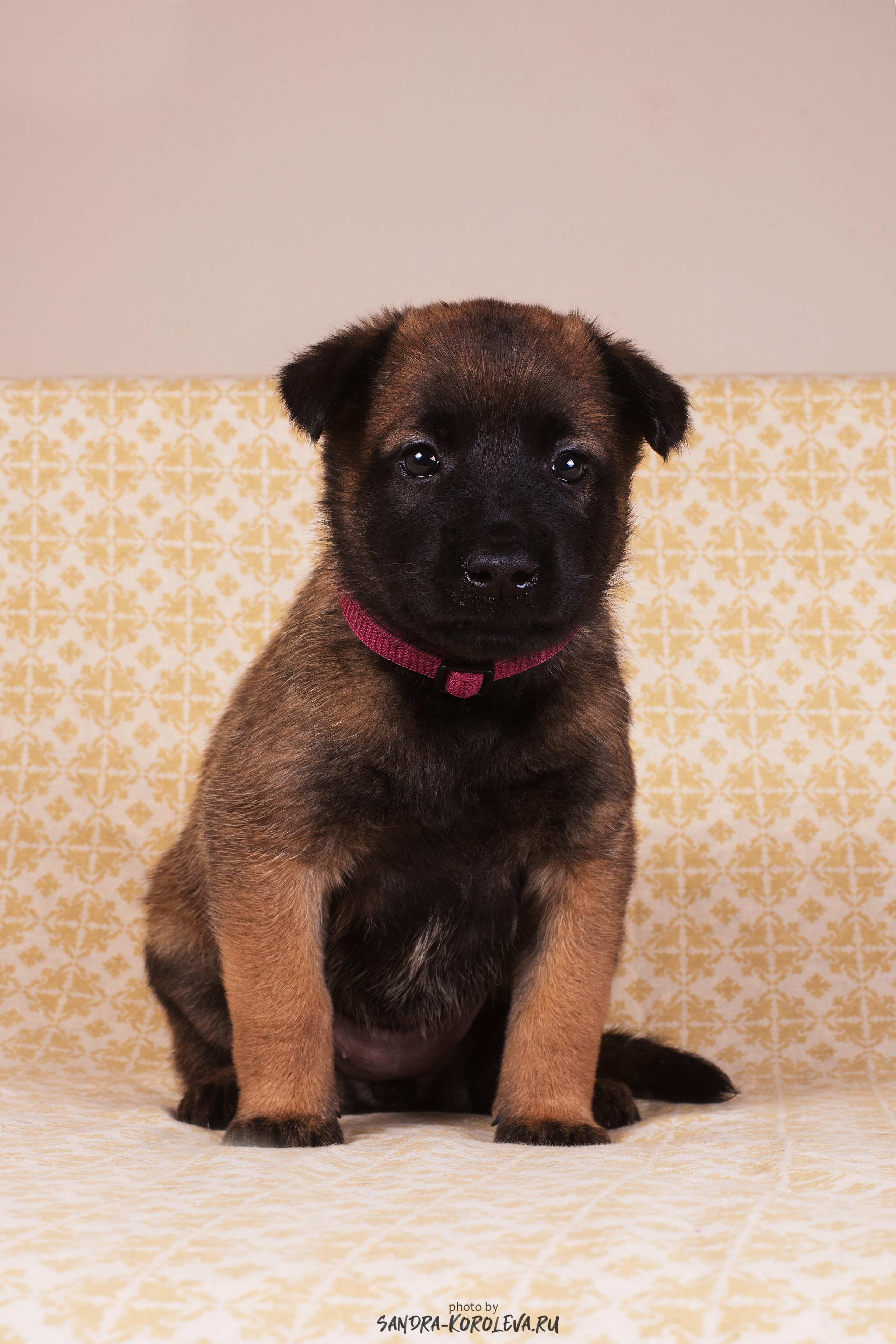 Малинойсы. Дог-фотограф в Тюмени Александра Королева