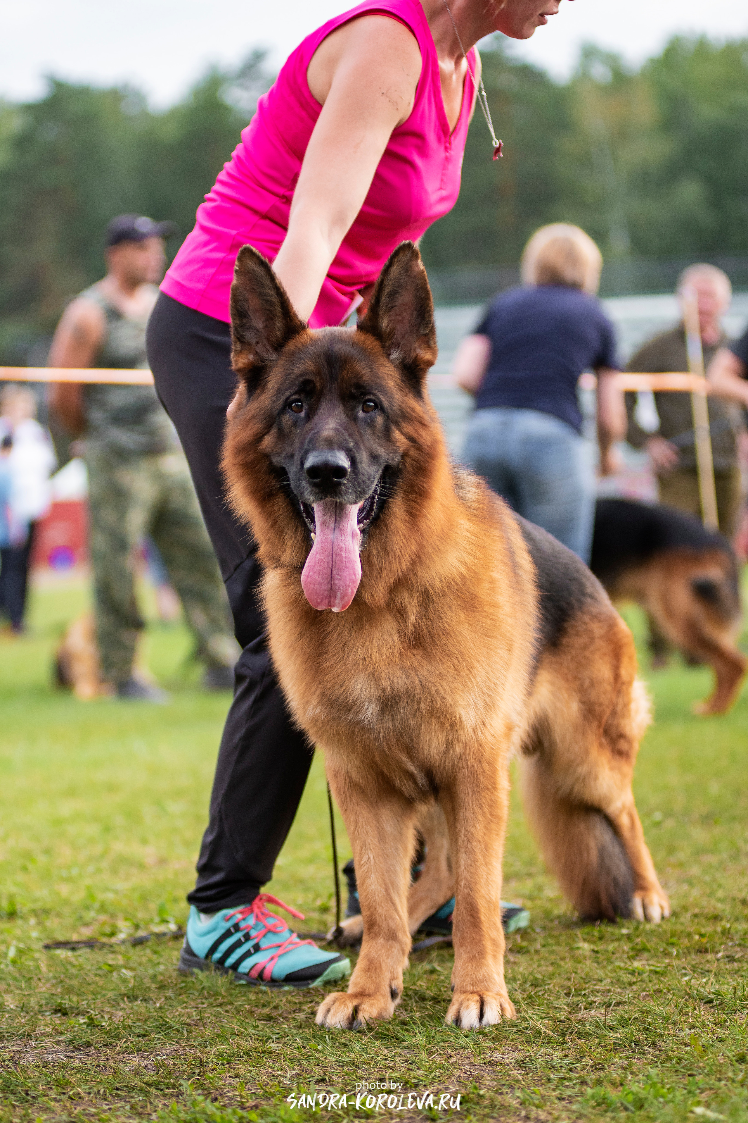 Монопородная выставка немецких овчарок, г. Заречный 2021. Дог-фотограф в Тюмени Александра Королева