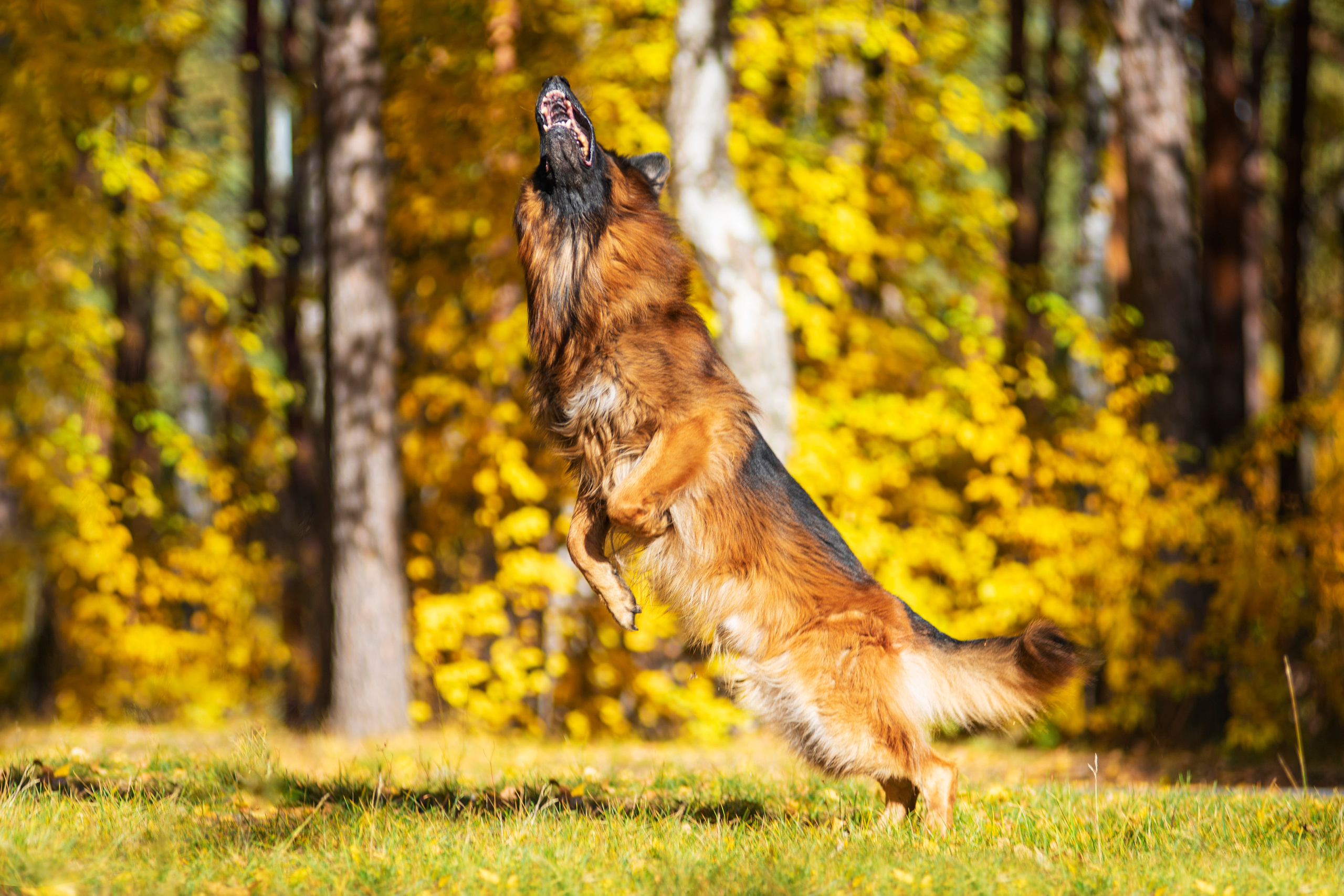 Полина и ее питомцы. Дог-фотограф в Тюмени Александра Королева