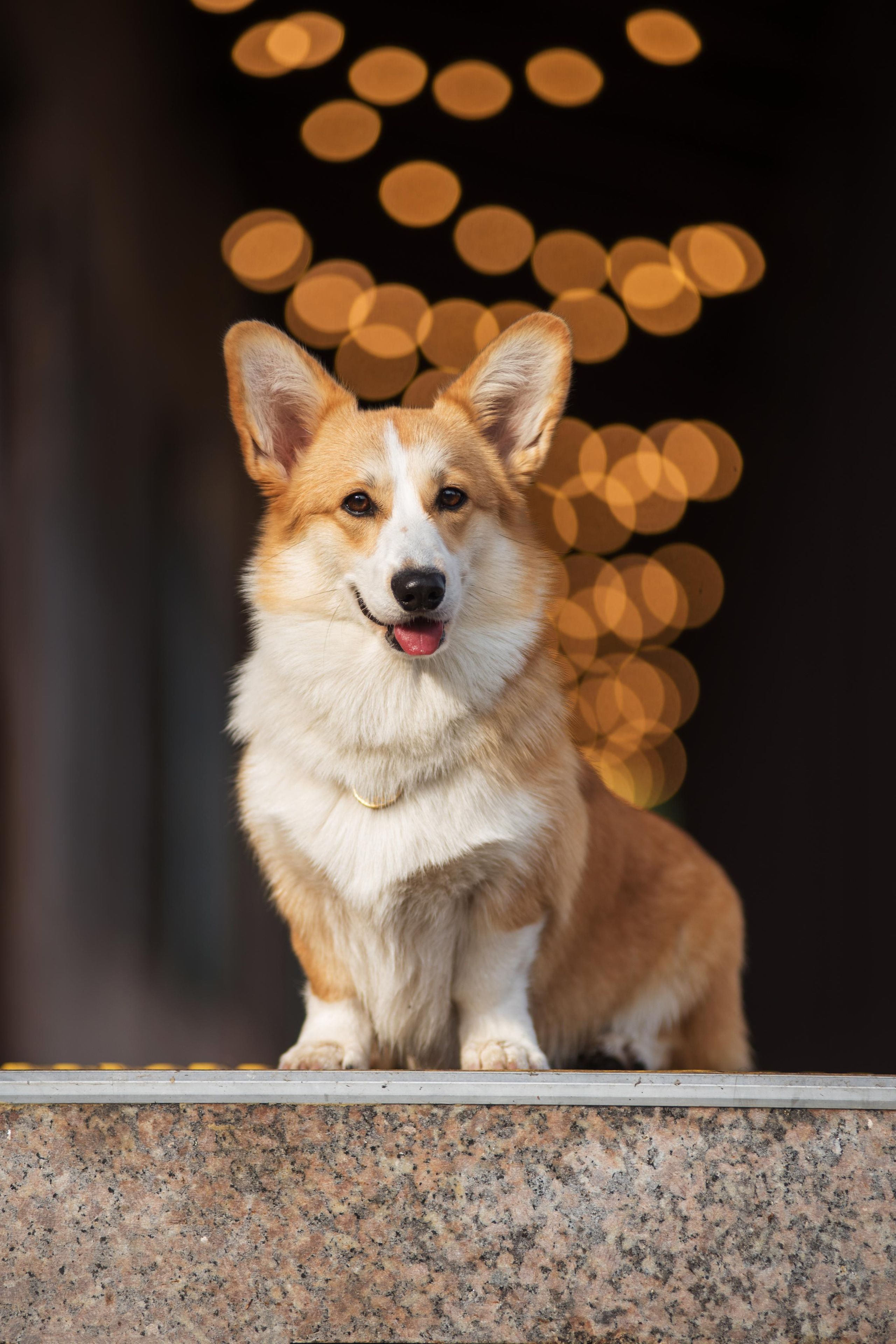 Ася и Плюша. Дог-фотограф в Тюмени Александра Королева