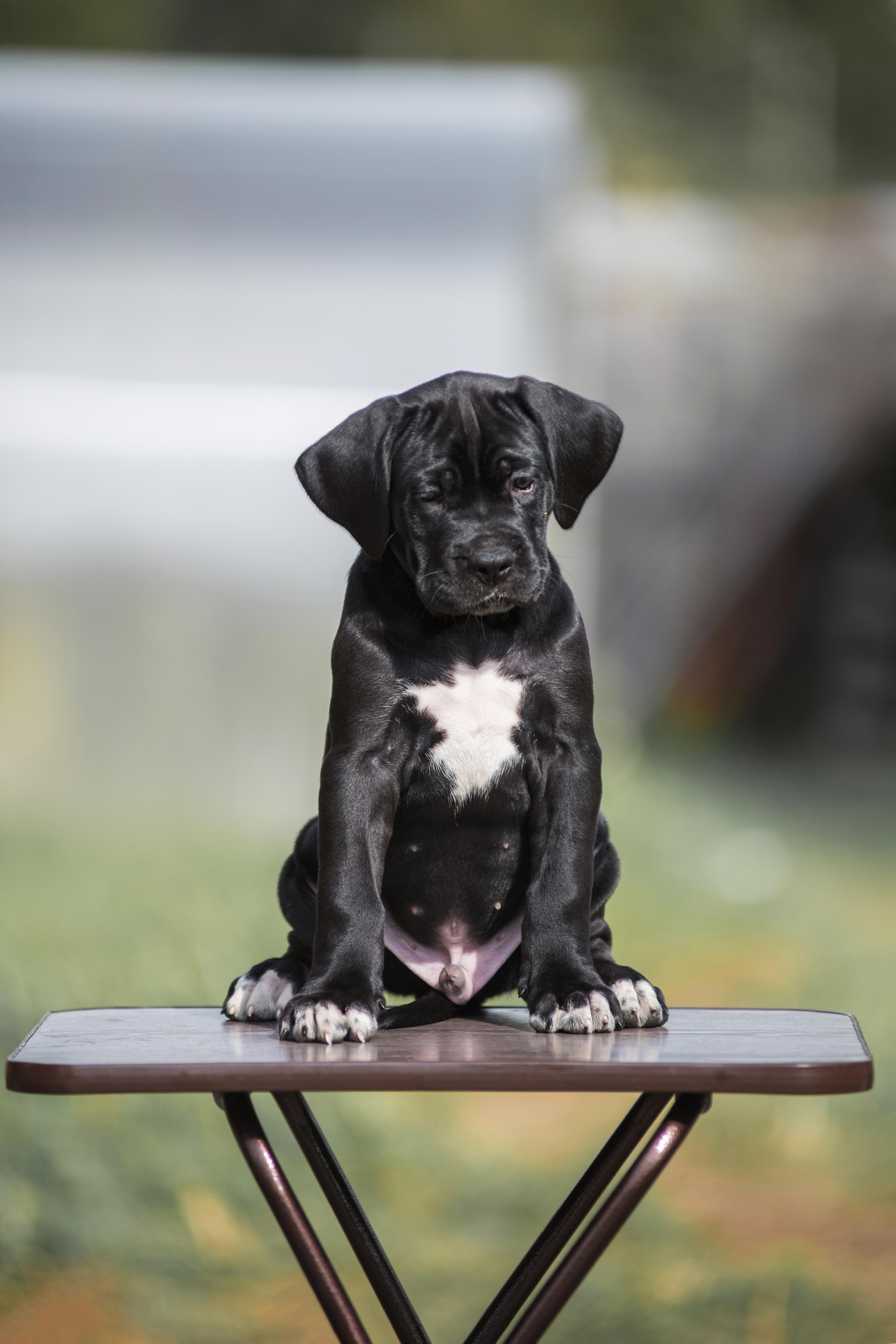 Щенки кане корсо. Дог-фотограф в Тюмени Александра Королева