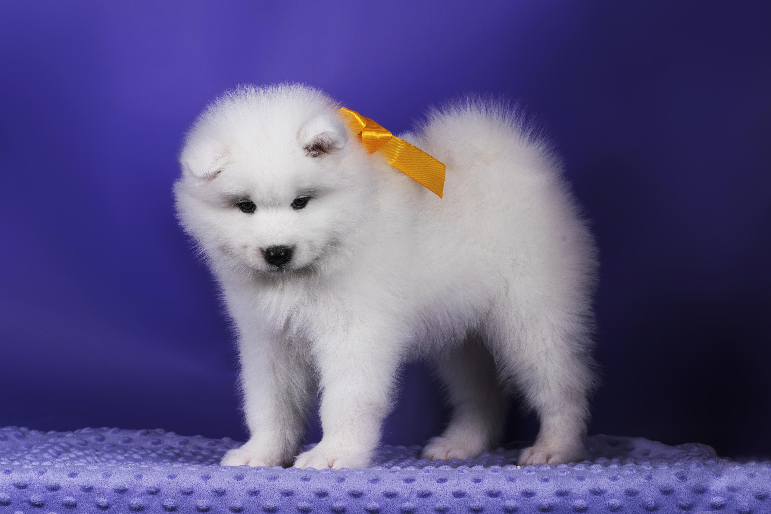 Пушистики самоеды. Дог-фотограф в Тюмени Александра Королева