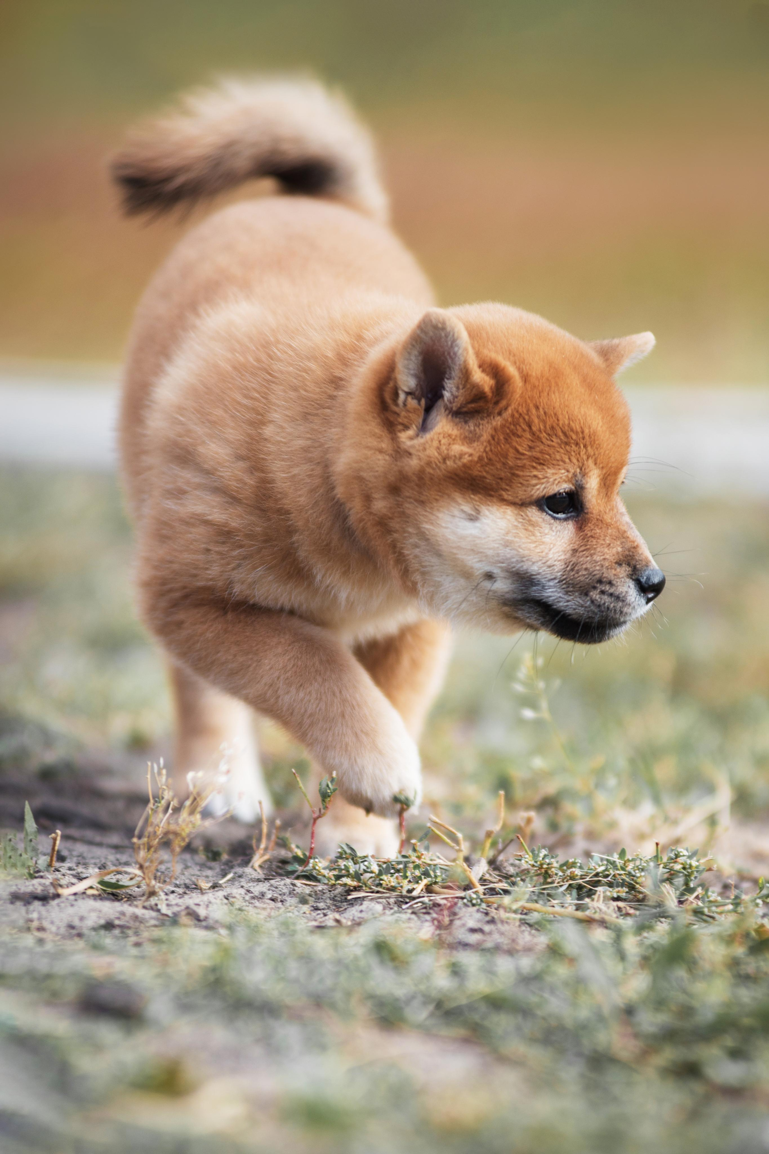 Щеночки Сибы. Дог-фотограф в Тюмени Александра Королева