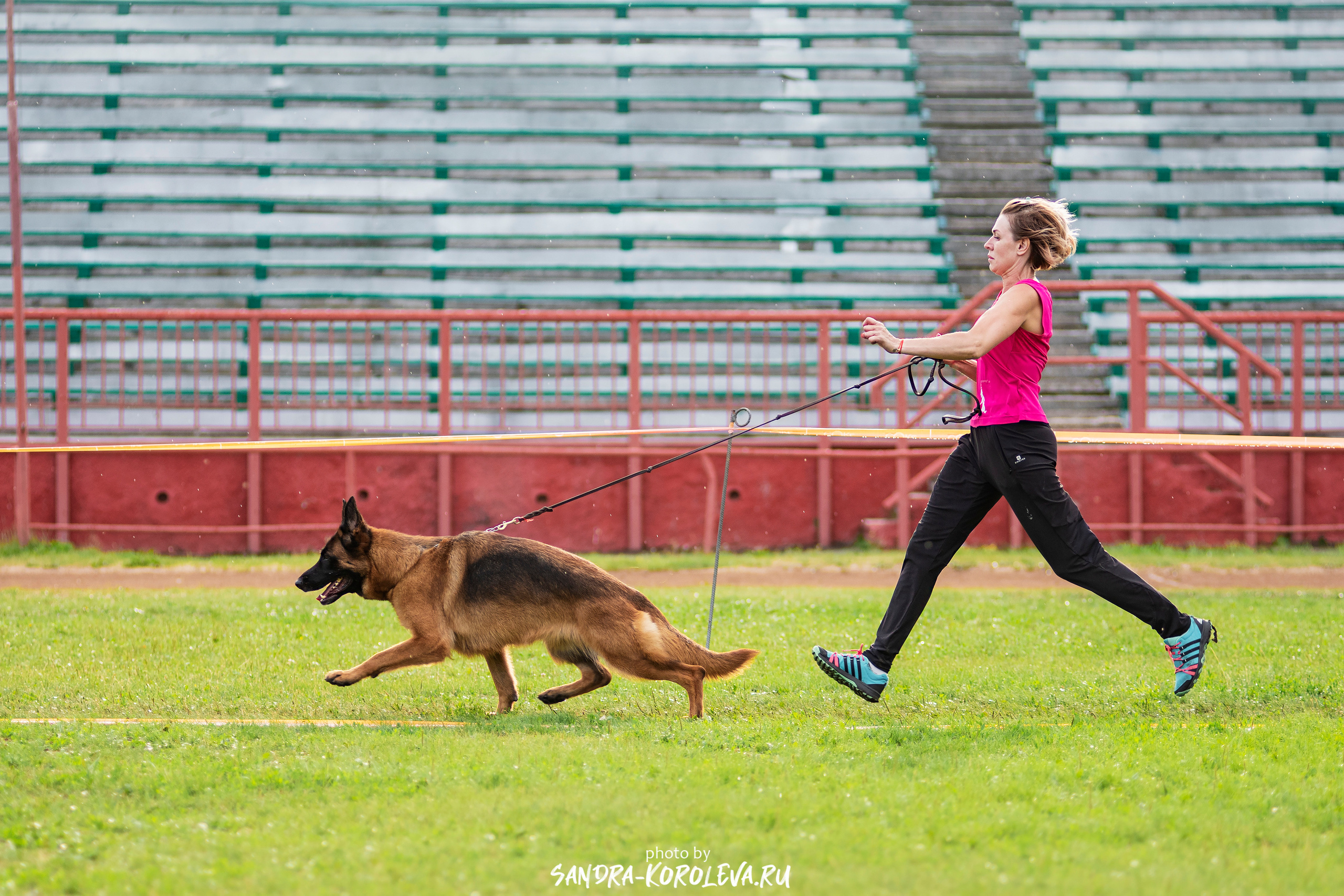 Монопородная выставка немецких овчарок, г. Заречный 2021. Дог-фотограф в Тюмени Александра Королева