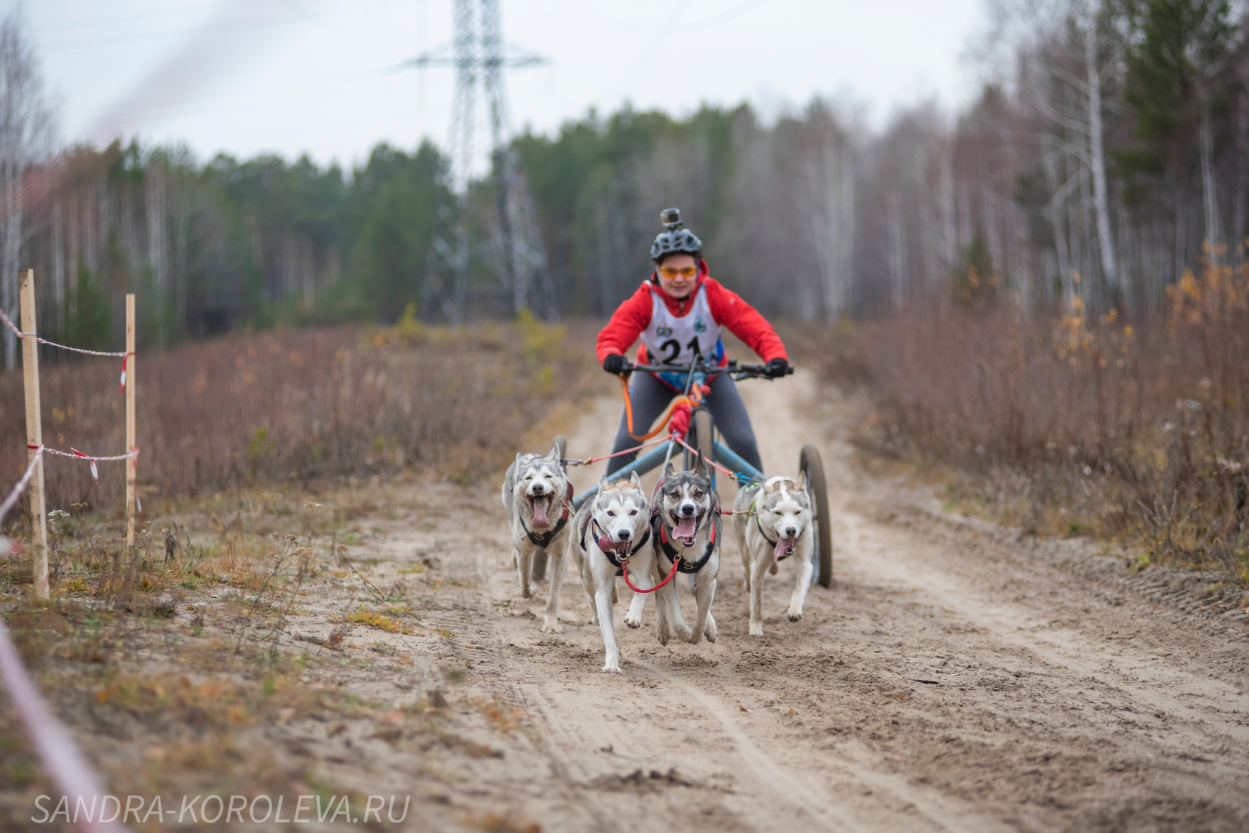 Спринт-гонка «Закрытие сезона» 24.10.2021. Дог-фотограф в Тюмени Александра Королева
