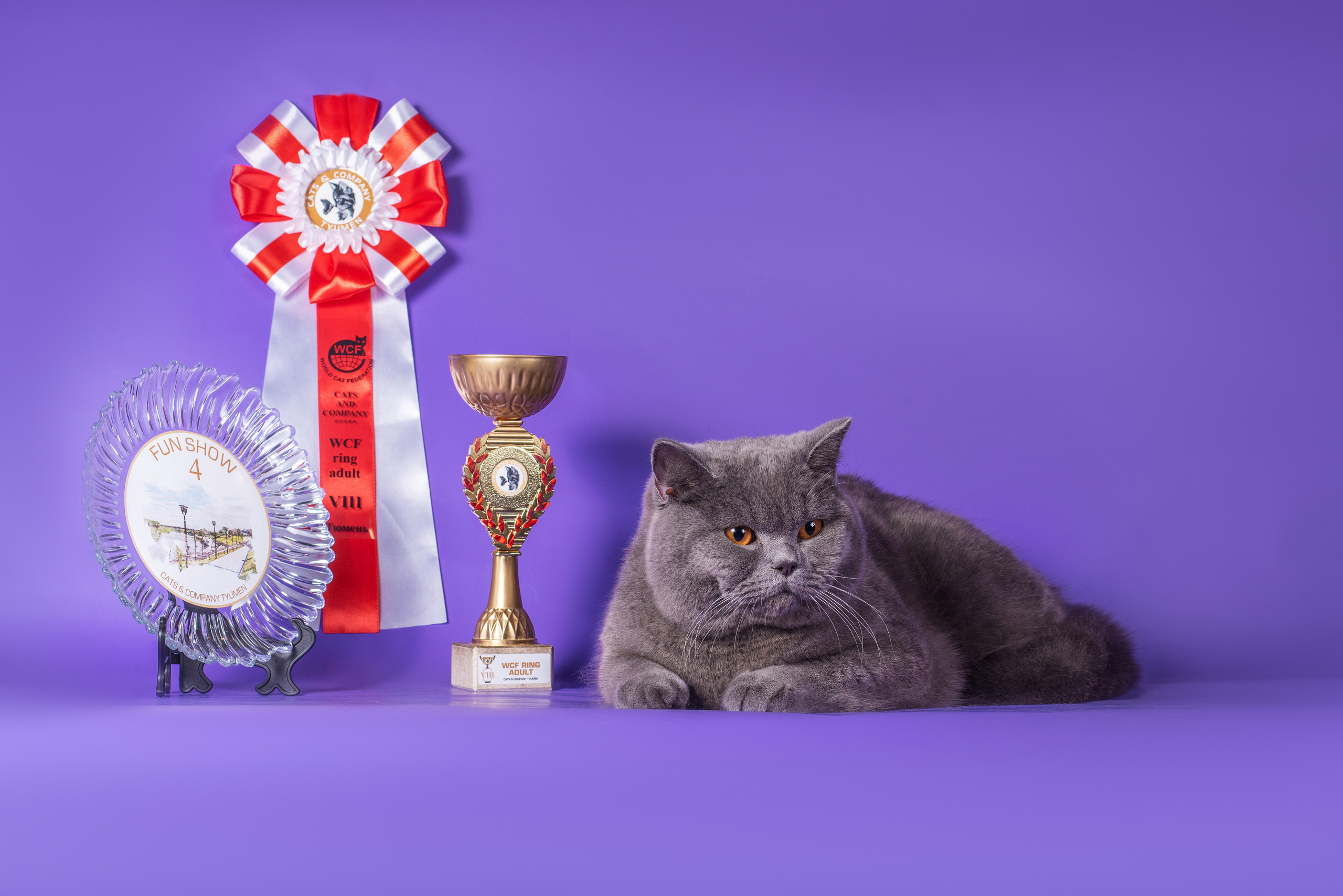 Великолепные шотландцы. Дог-фотограф в Тюмени Александра Королева