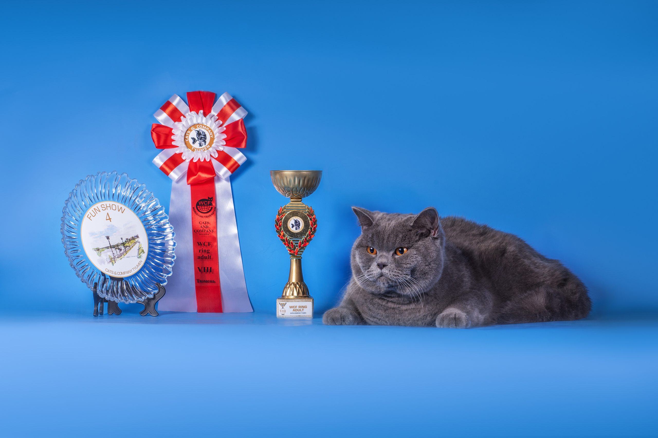 Великолепные шотландцы. Дог-фотограф в Тюмени Александра Королева