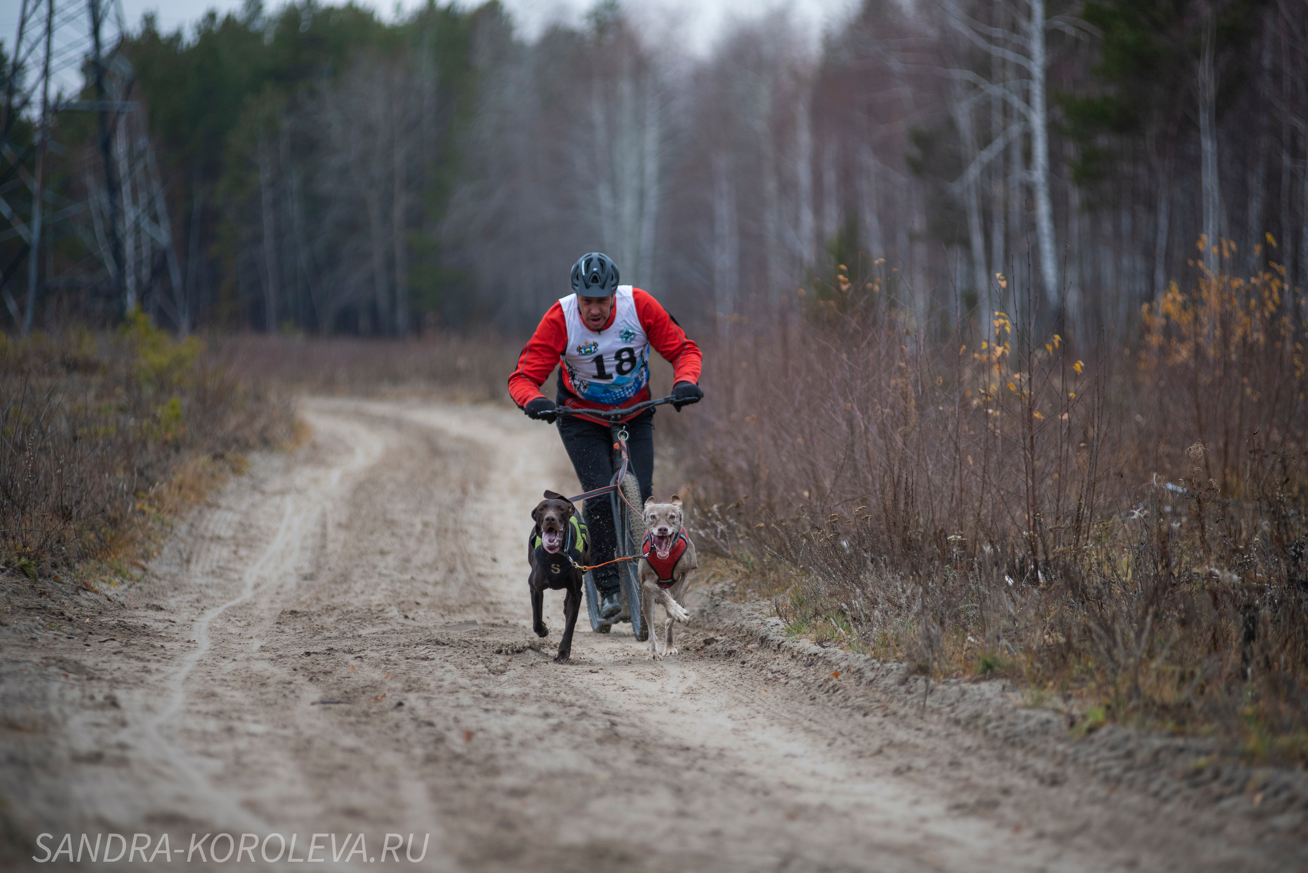 Спринт-гонка «Закрытие сезона» 24.10.2021. Дог-фотограф в Тюмени Александра Королева