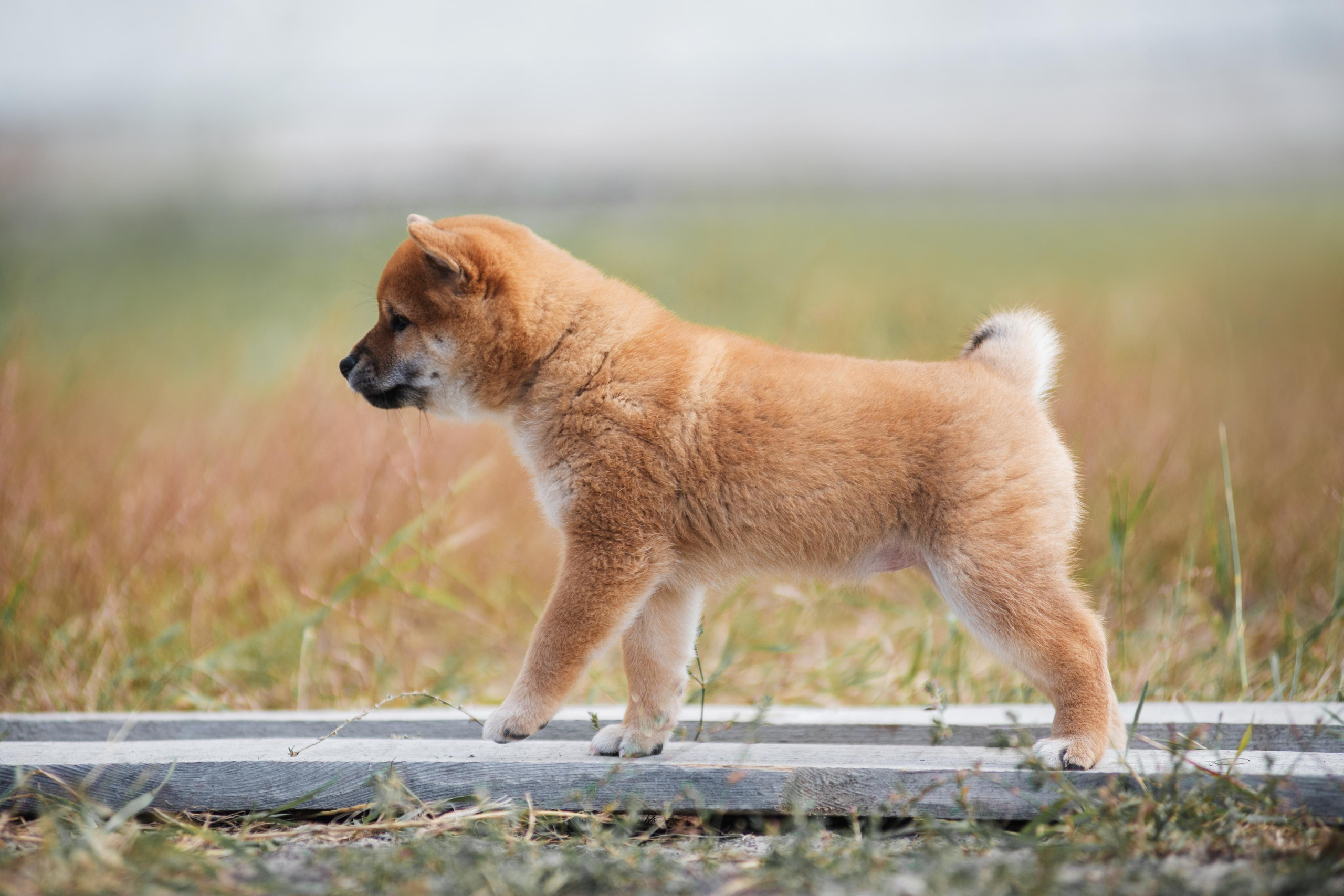 Щеночки Сибы. Дог-фотограф в Тюмени Александра Королева