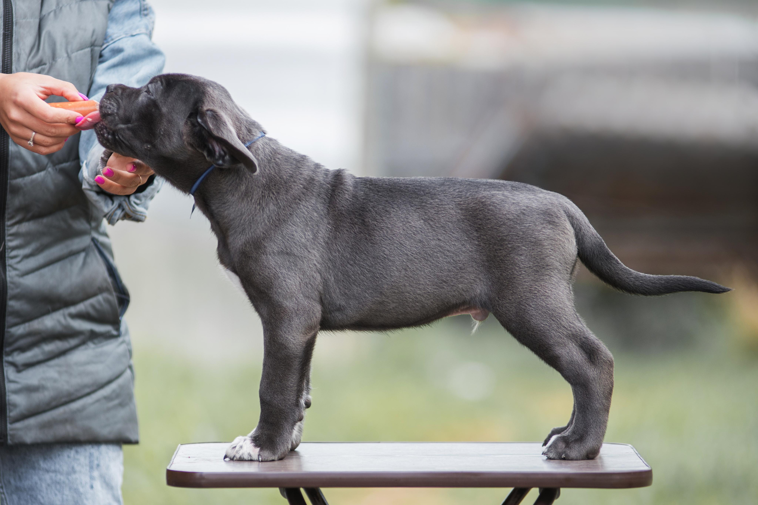 Щенки кане корсо. Дог-фотограф в Тюмени Александра Королева