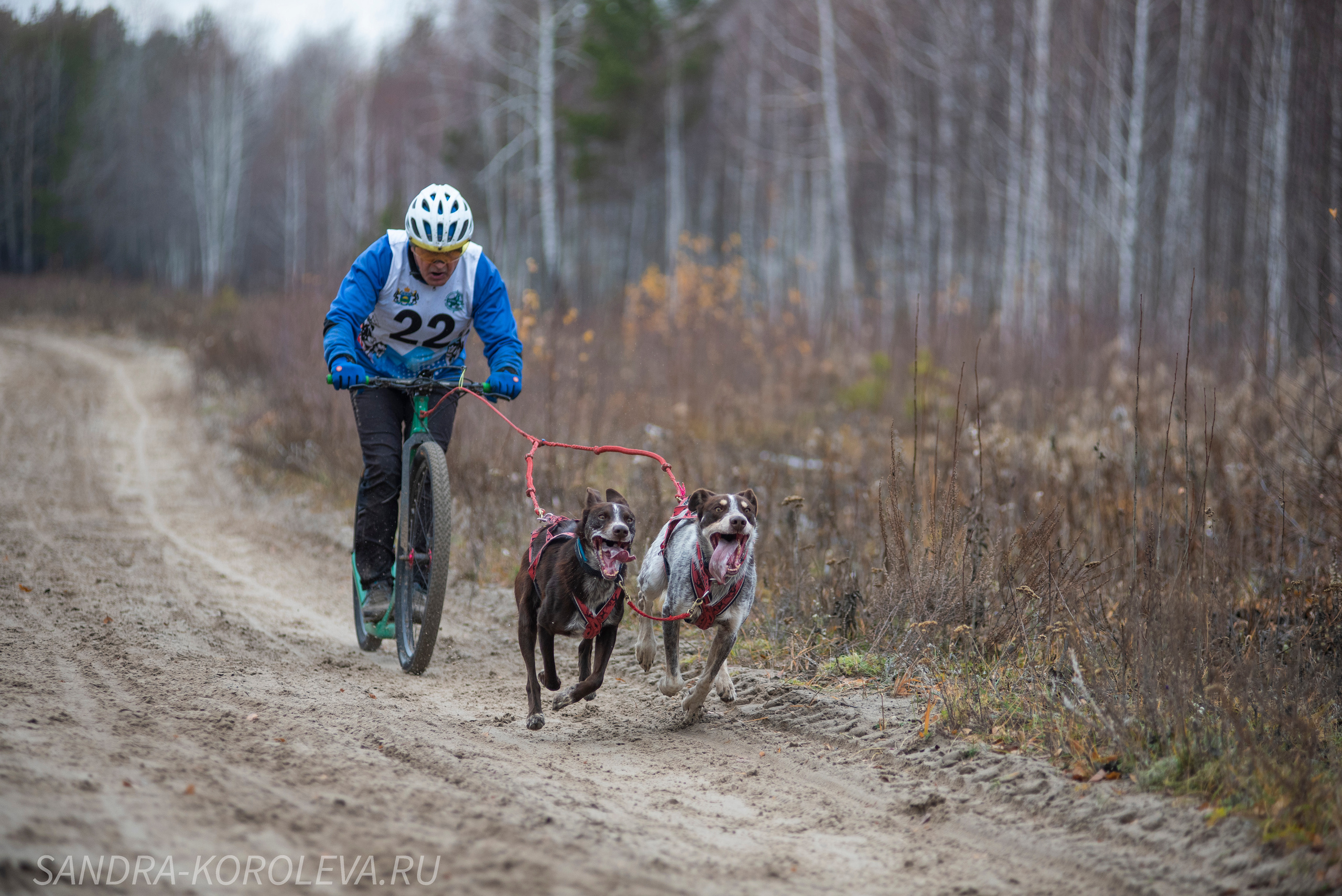 Спринт-гонка «Закрытие сезона» 24.10.2021. Дог-фотограф в Тюмени Александра Королева
