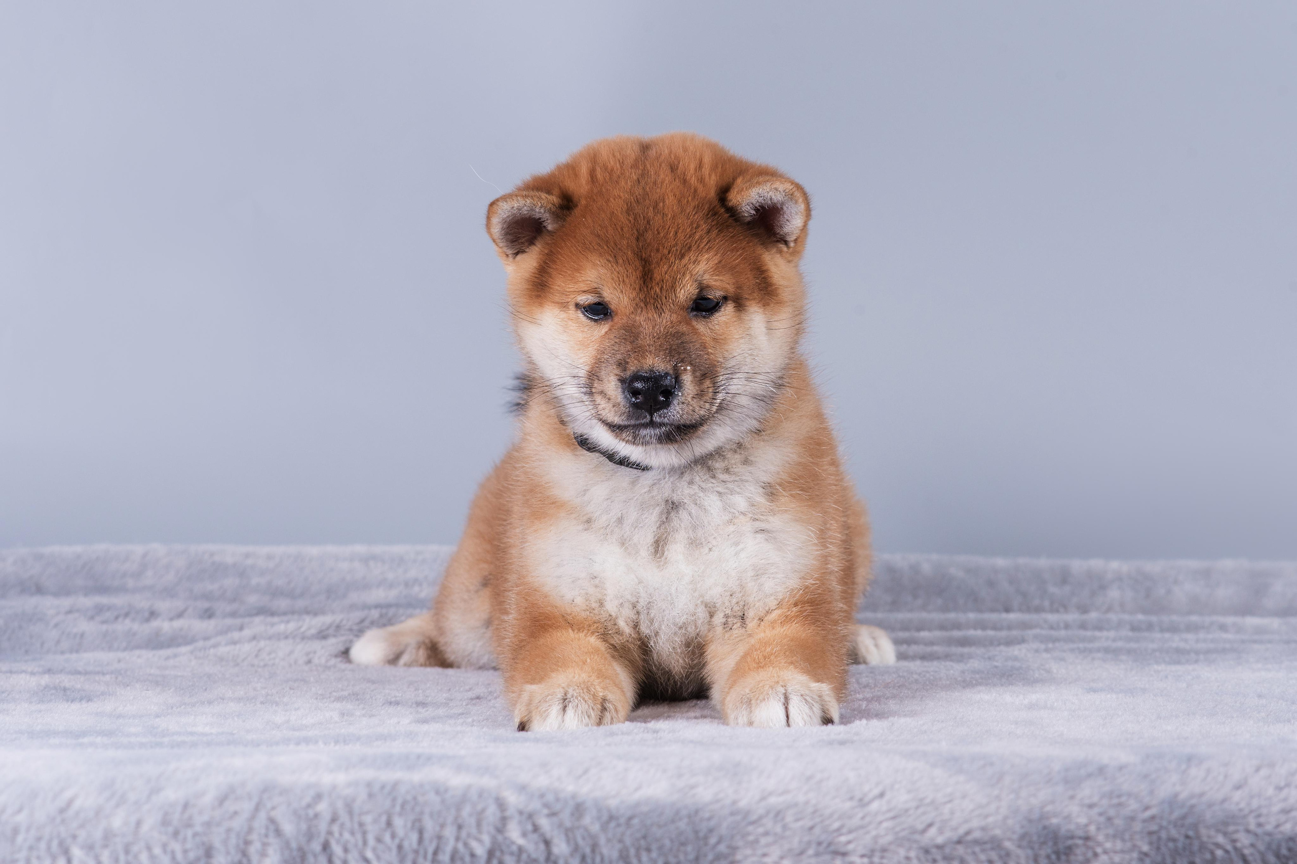 Маленькие сибы. Дог-фотограф в Тюмени Александра Королева