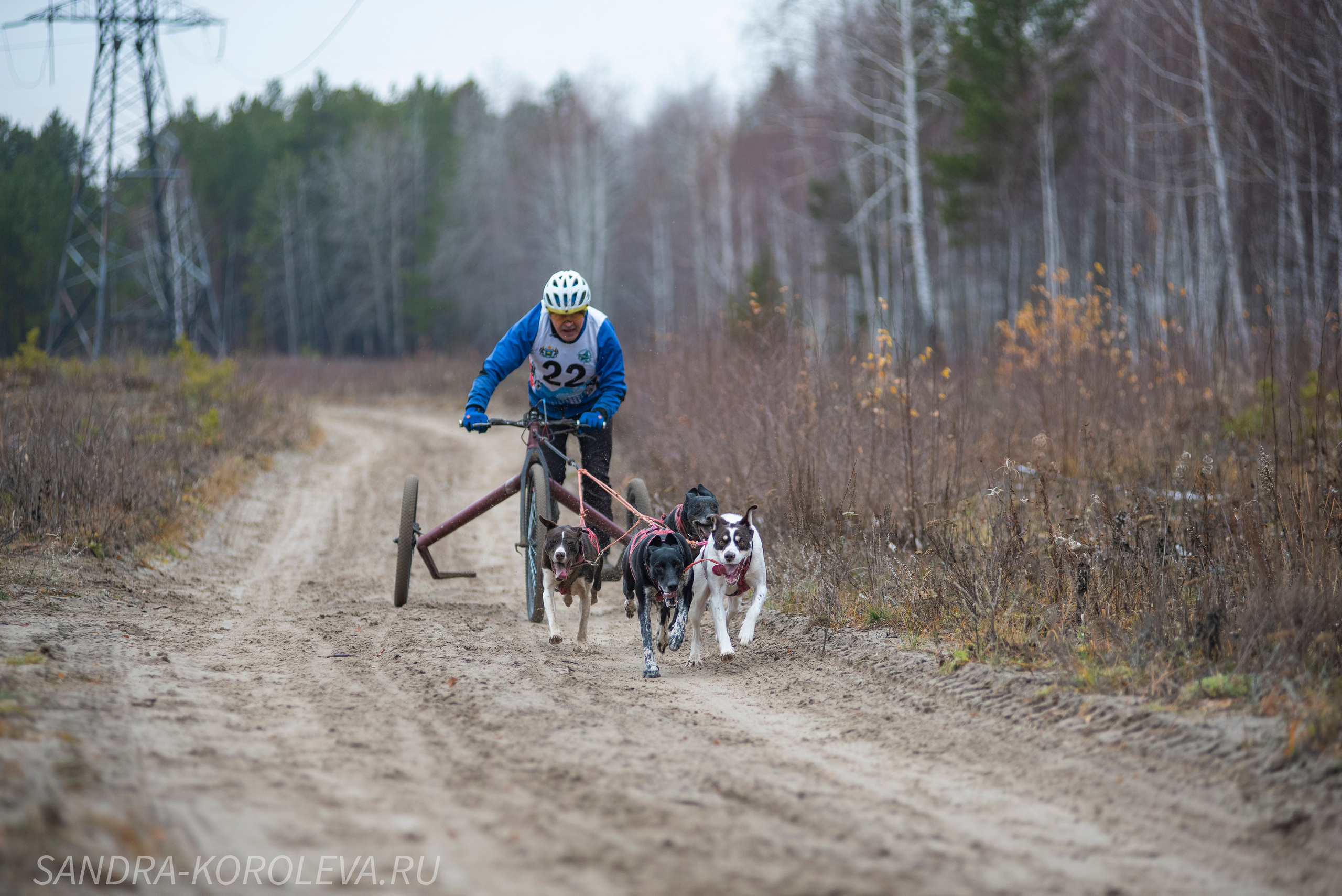 Спринт-гонка «Закрытие сезона» 24.10.2021. Дог-фотограф в Тюмени Александра Королева