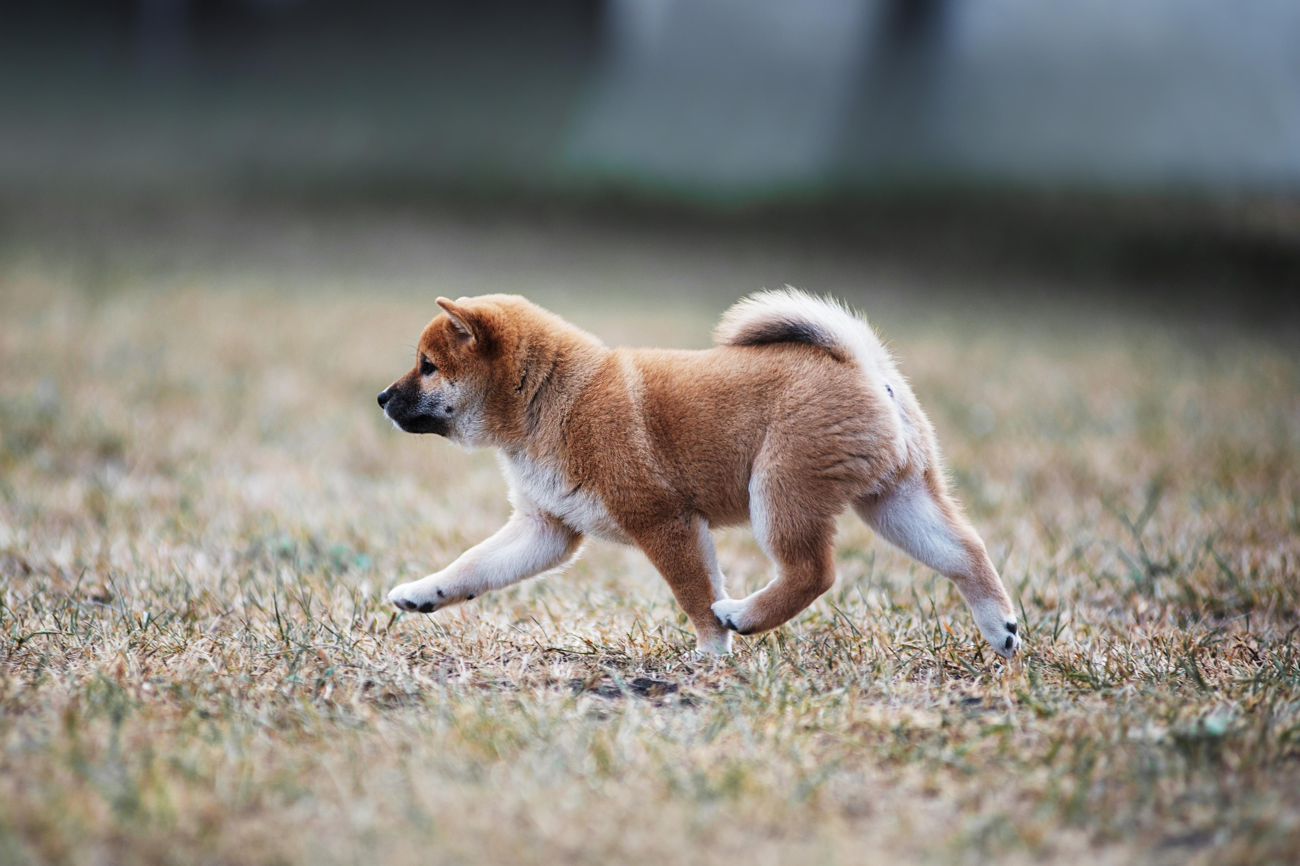 Щеночки Сибы. Дог-фотограф в Тюмени Александра Королева