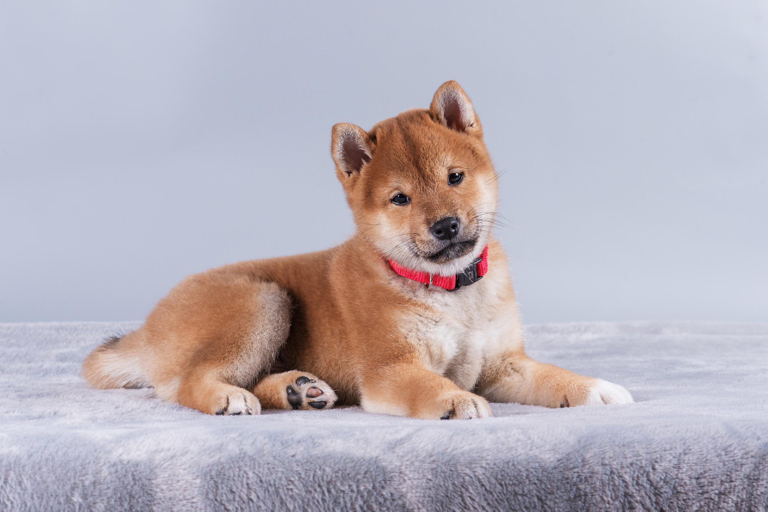 Маленькие сибы. Дог-фотограф в Тюмени Александра Королева