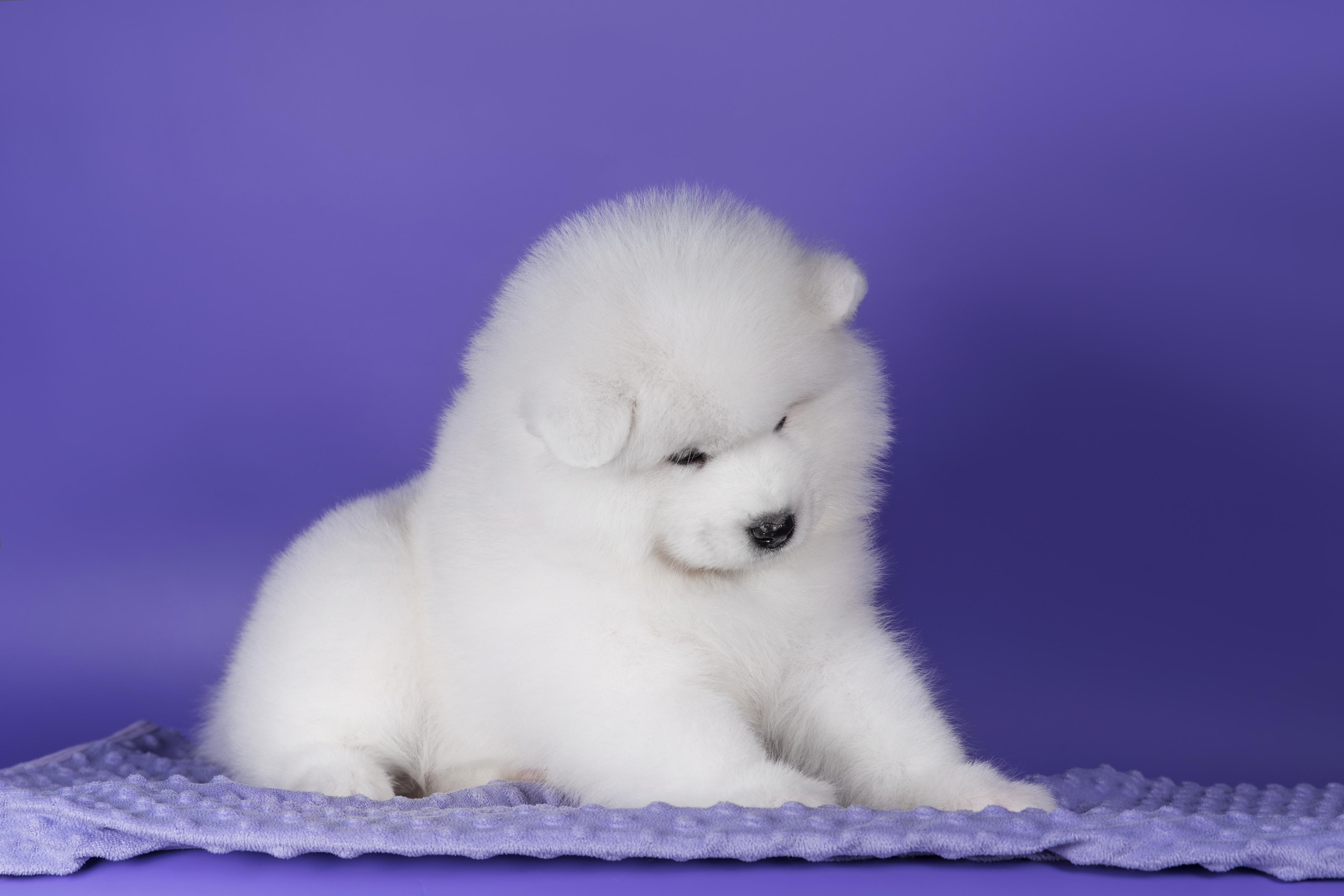 Пушистики самоеды. Дог-фотограф в Тюмени Александра Королева