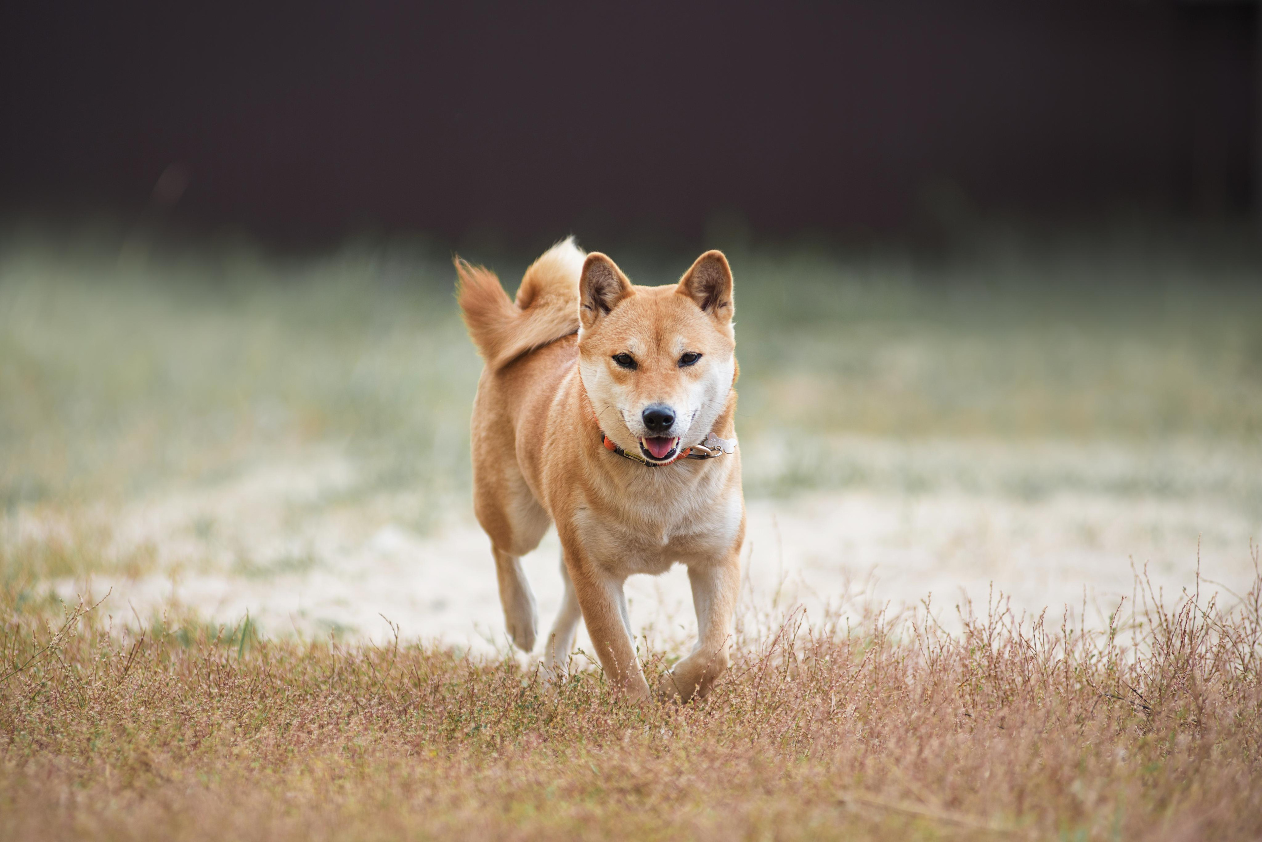 Щеночки Сибы. Дог-фотограф в Тюмени Александра Королева