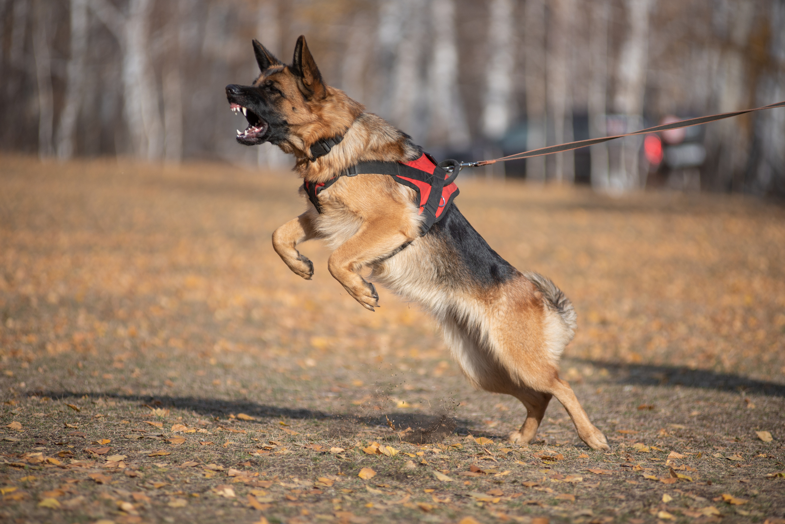 RUSSIAN HELPERS SCHOOL. Магнитогорск октябрь 2021. Дог-фотограф в Тюмени Александра Королева