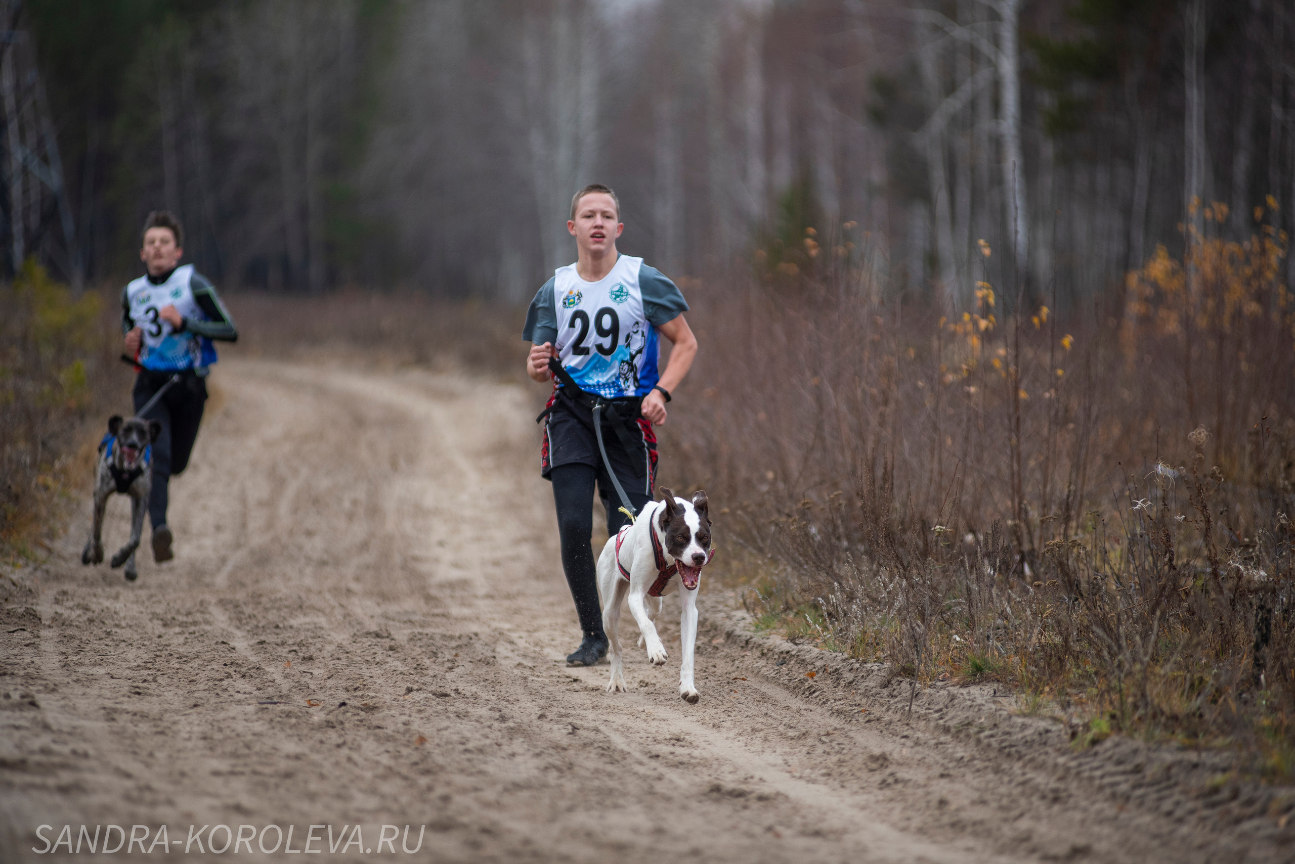 Спринт-гонка «Закрытие сезона» 24.10.2021. Дог-фотограф в Тюмени Александра Королева