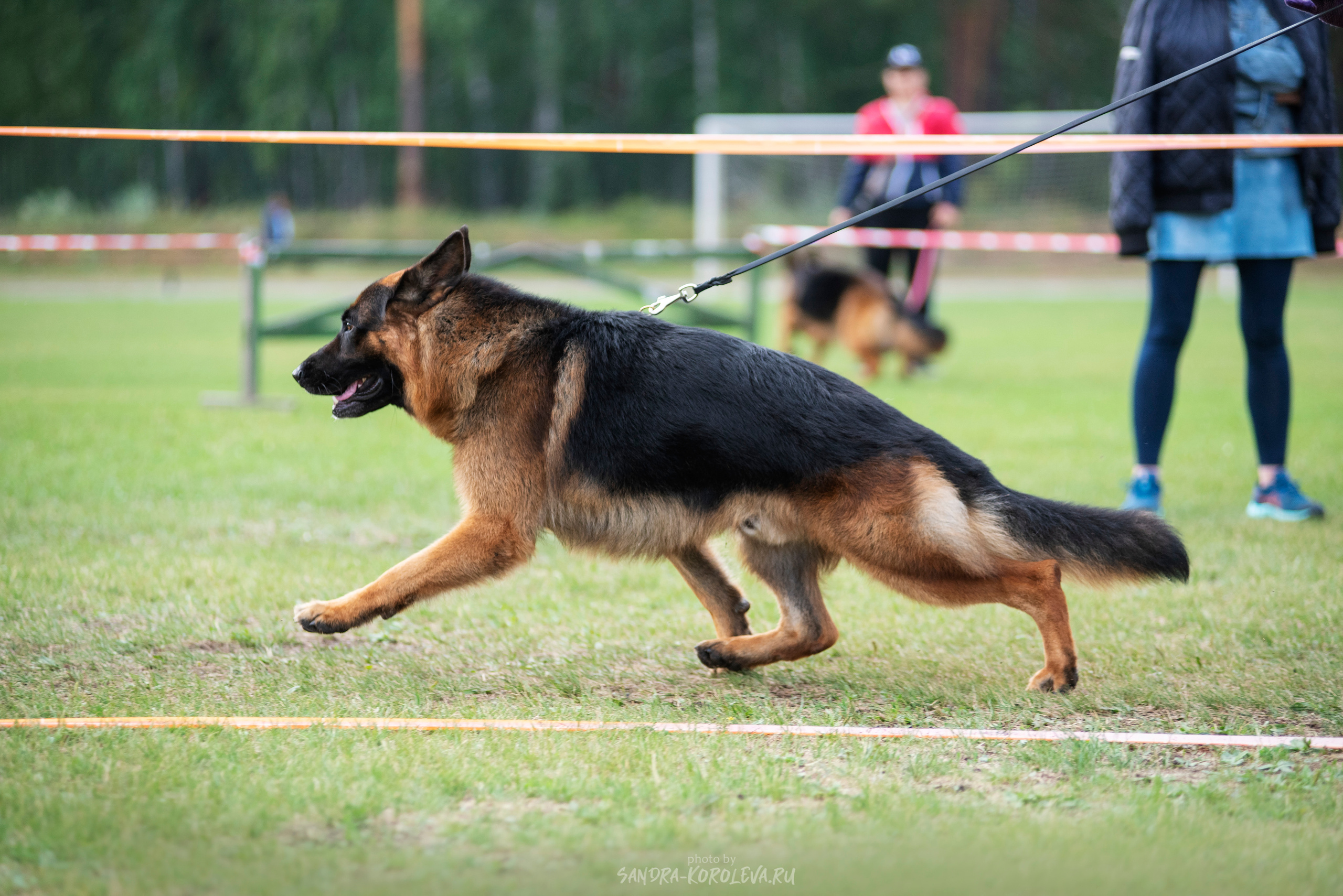 Монопородная выставка немецких овчарок, г. Заречный 2021. Дог-фотограф в Тюмени Александра Королева