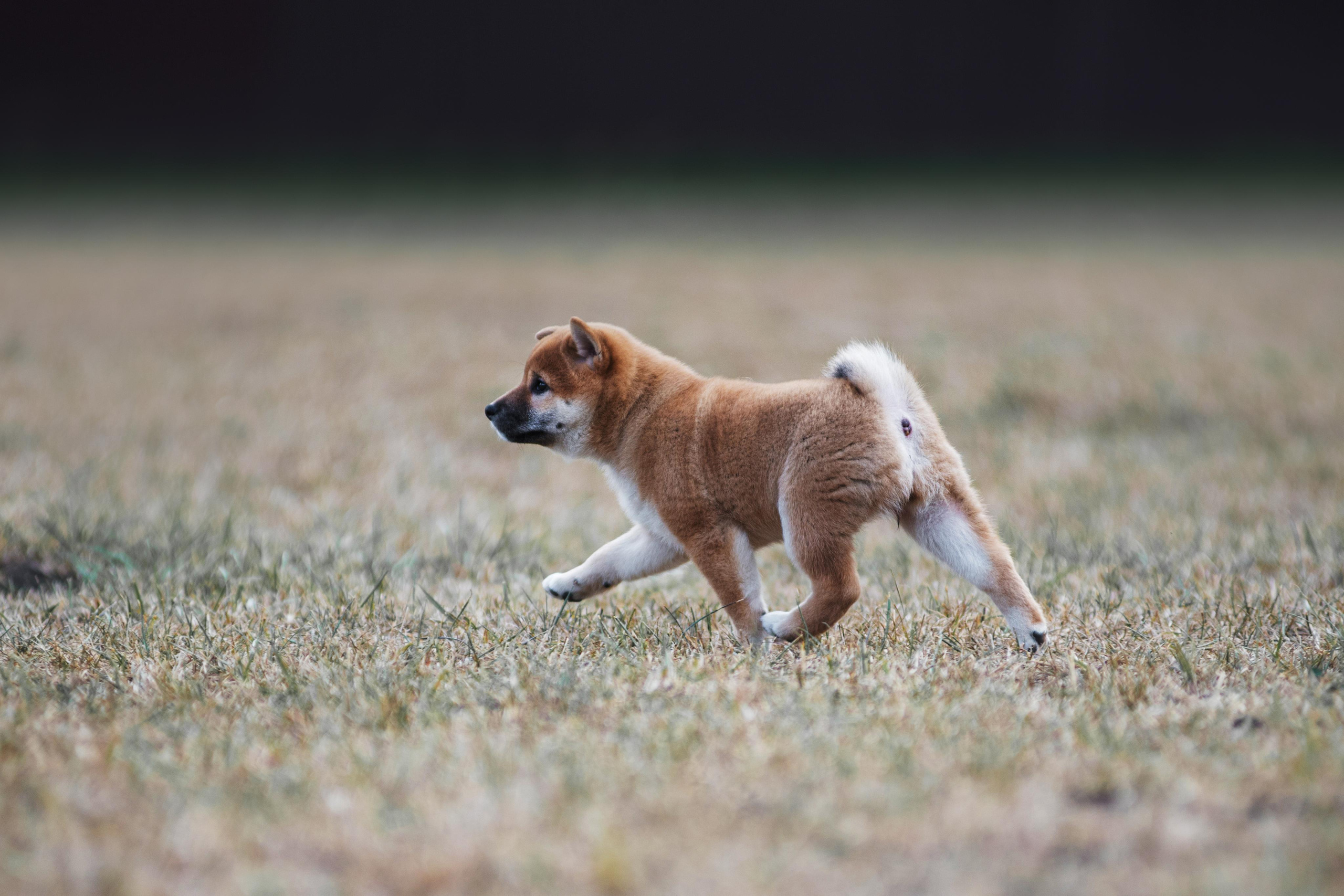 Щеночки Сибы. Дог-фотограф в Тюмени Александра Королева