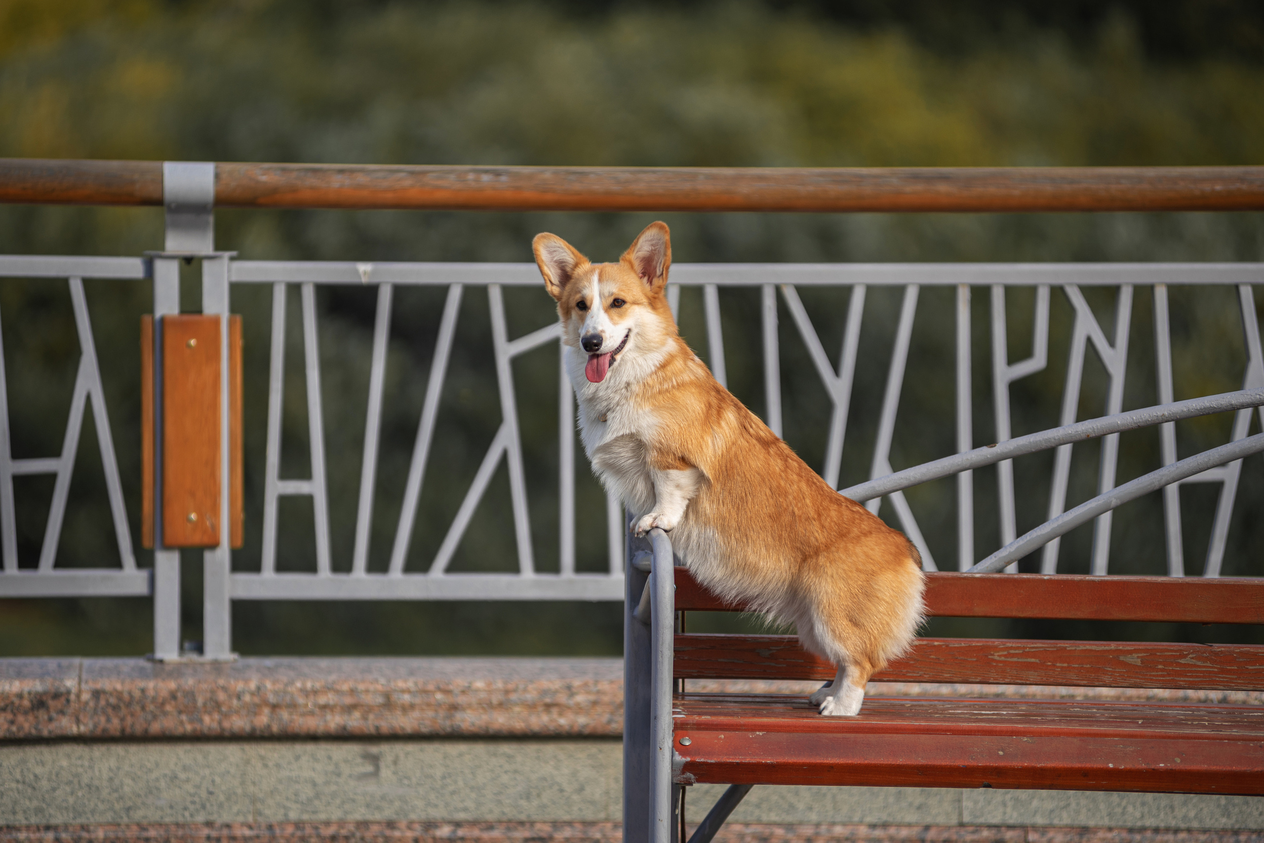 Ася и Плюша. Дог-фотограф в Тюмени Александра Королева