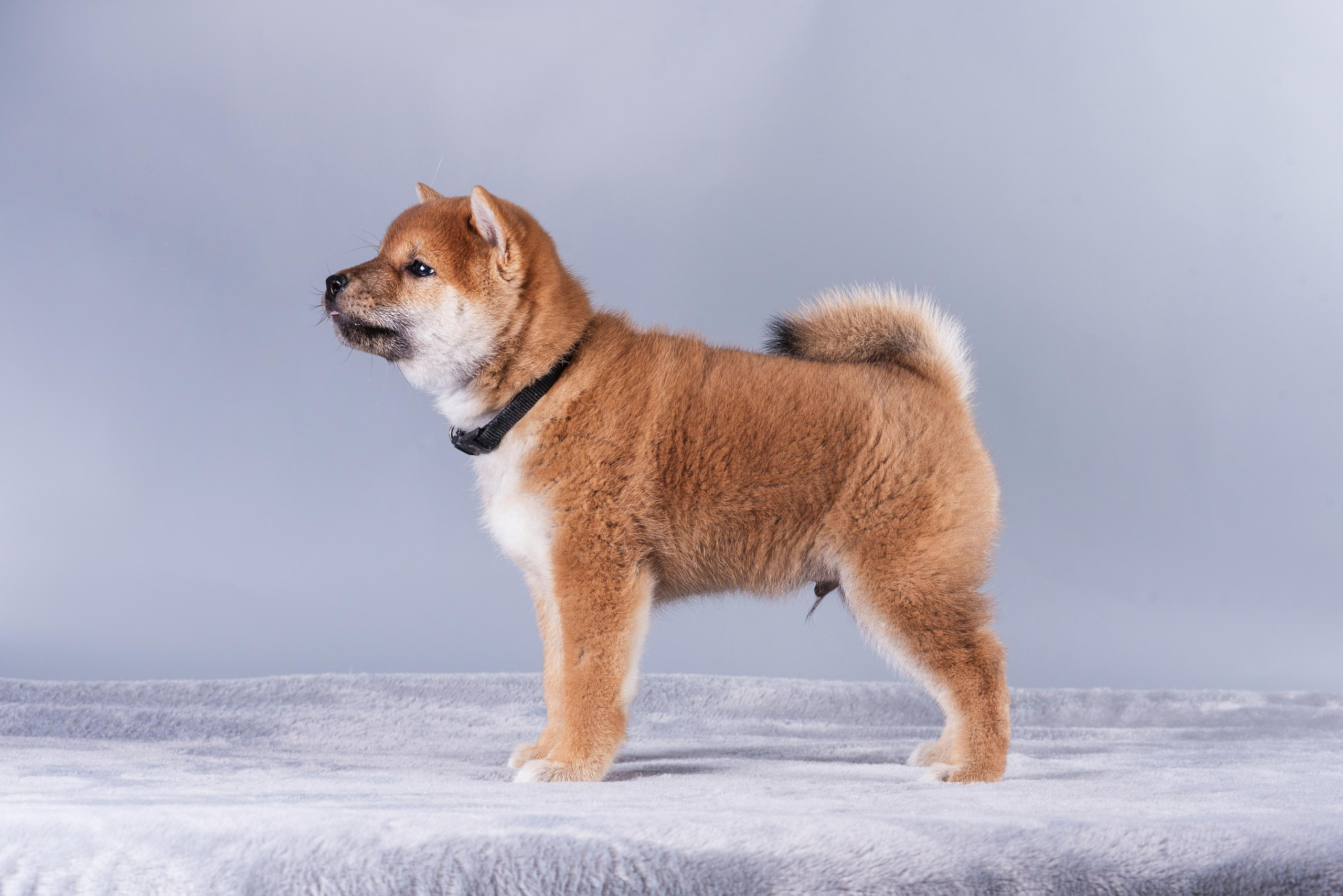 Маленькие сибы. Дог-фотограф в Тюмени Александра Королева