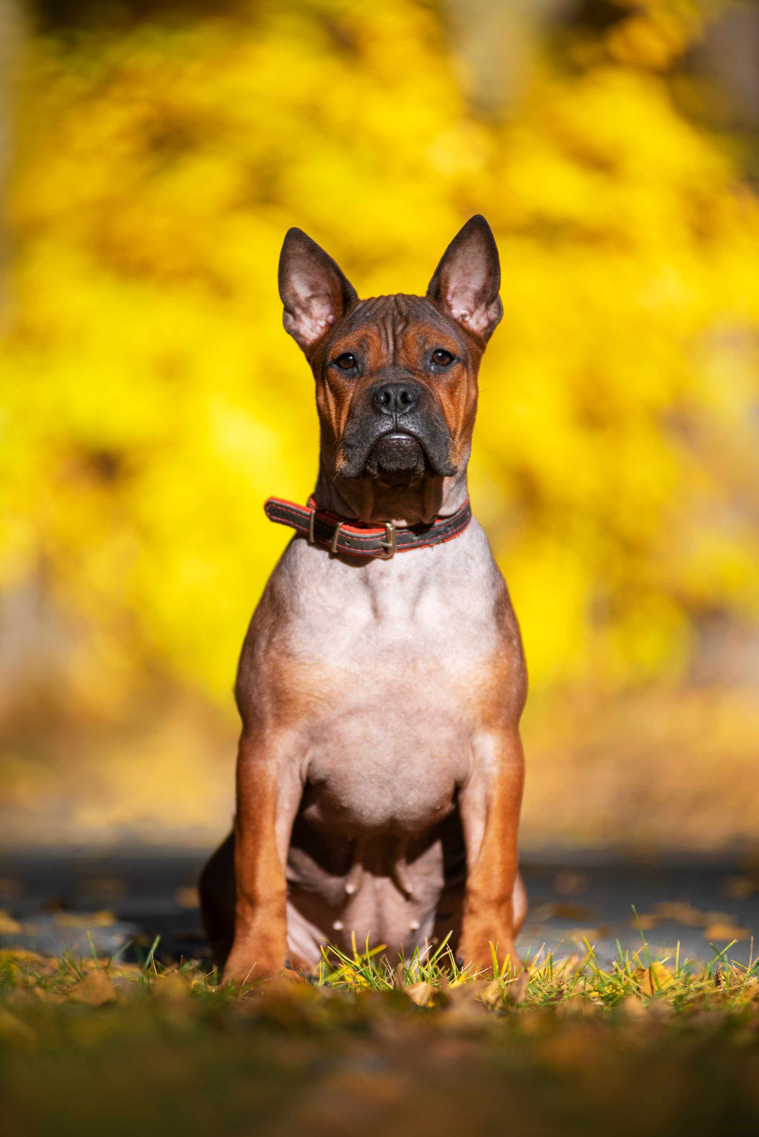 Полина и ее питомцы. Дог-фотограф в Тюмени Александра Королева