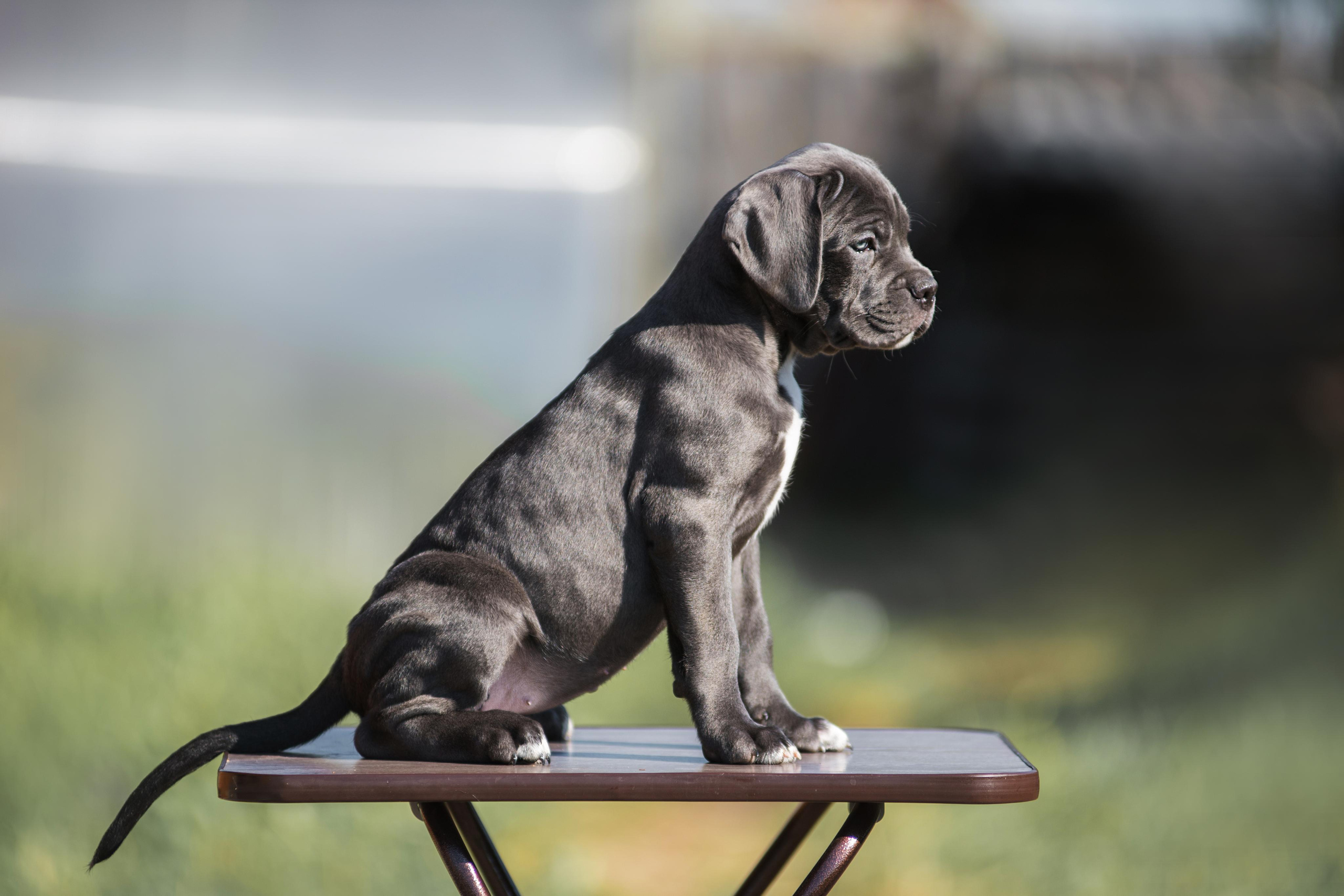 Щенки кане корсо. Дог-фотограф в Тюмени Александра Королева