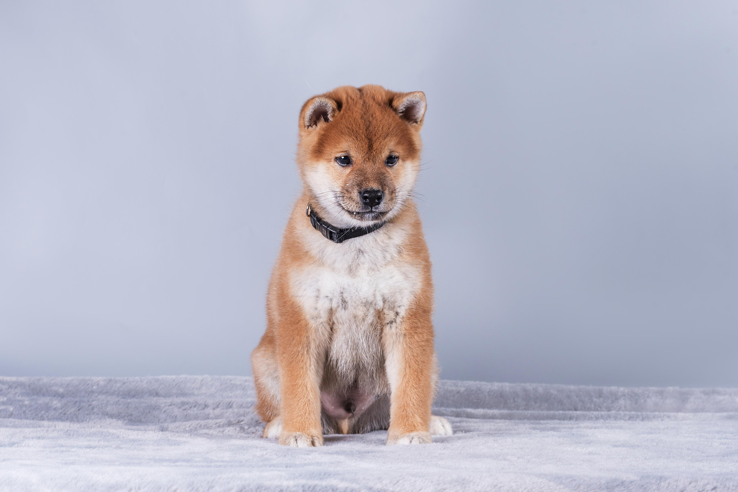 Маленькие сибы. Дог-фотограф в Тюмени Александра Королева