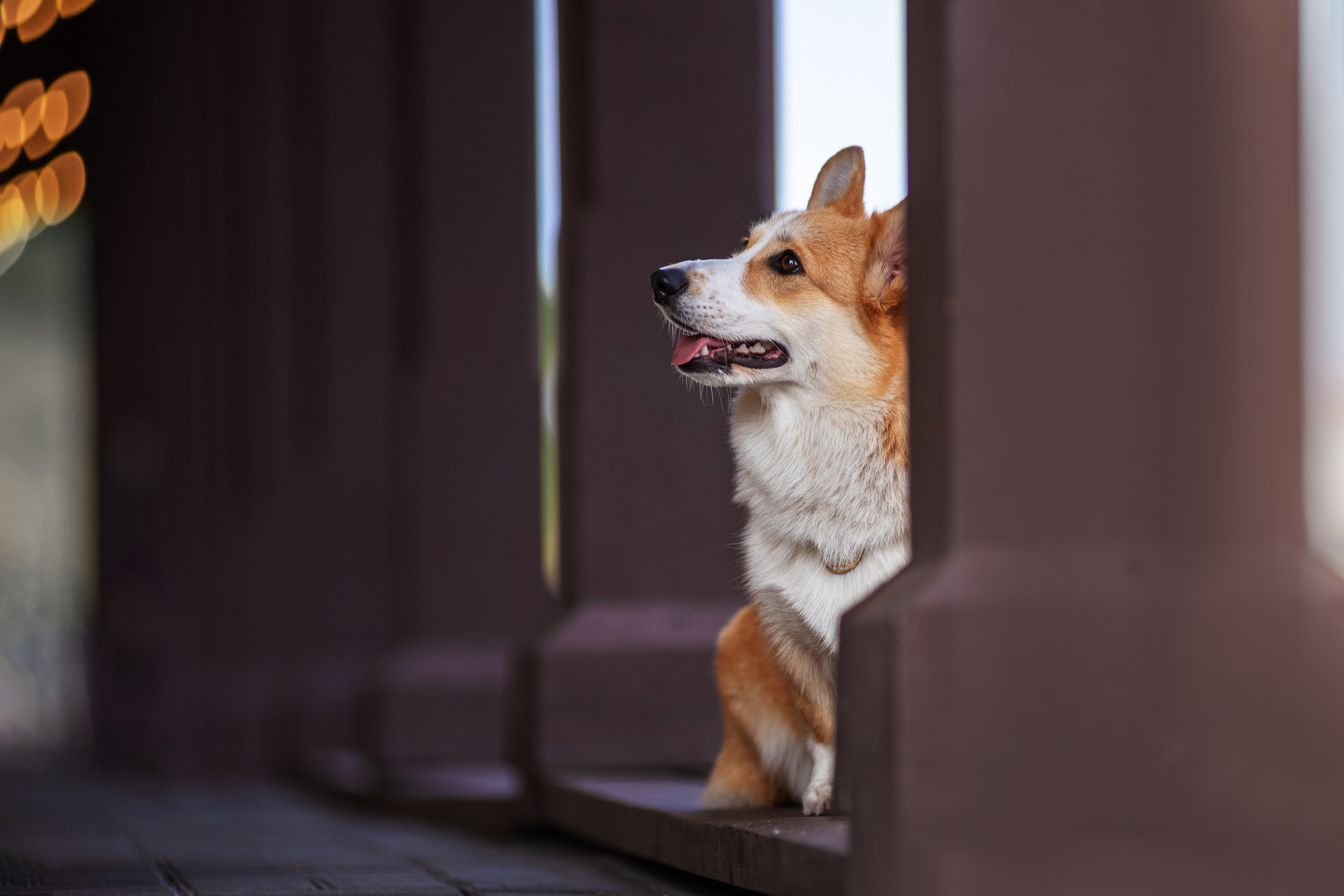 Ася и Плюша. Дог-фотограф в Тюмени Александра Королева