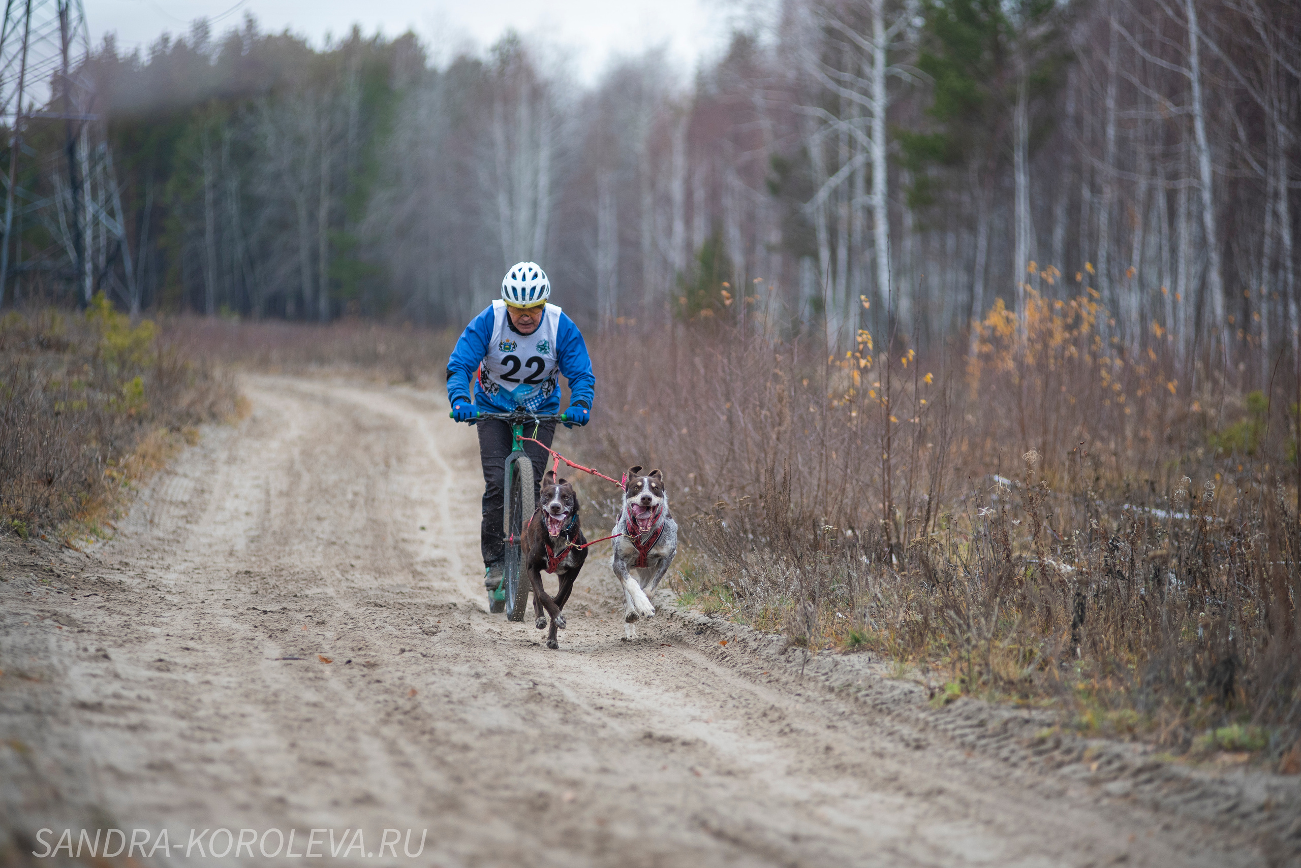 Спринт-гонка «Закрытие сезона» 24.10.2021. Дог-фотограф в Тюмени Александра Королева