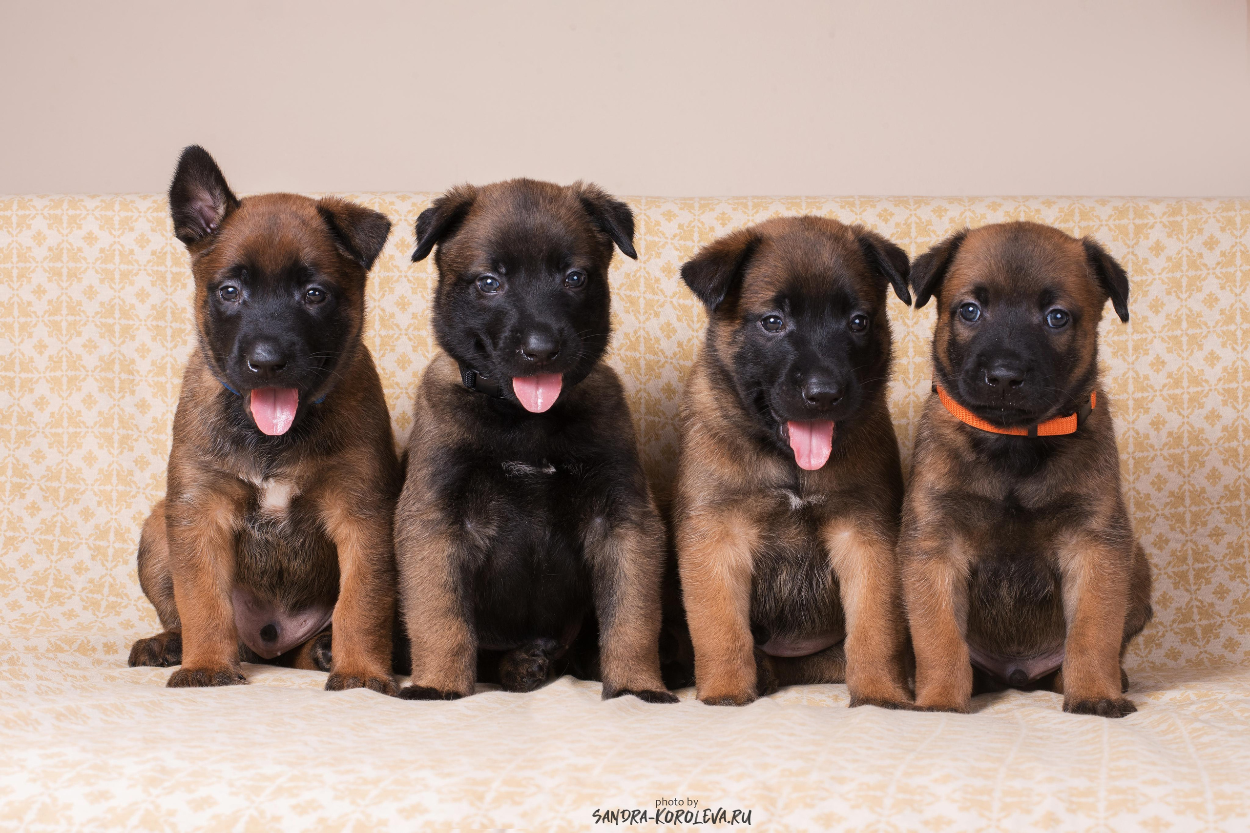 Малинойсы. Дог-фотограф в Тюмени Александра Королева