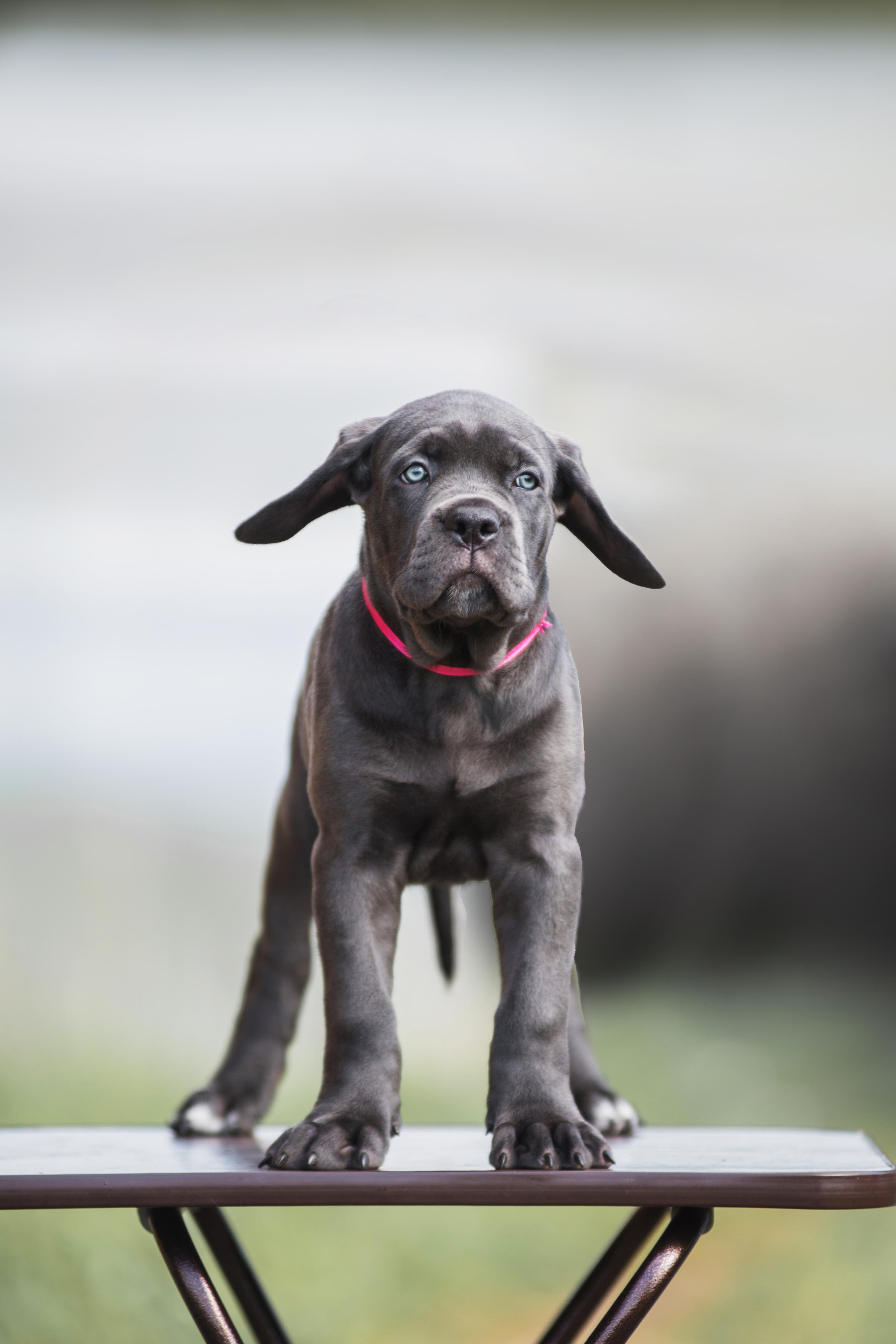 Щенки кане корсо. Дог-фотограф в Тюмени Александра Королева
