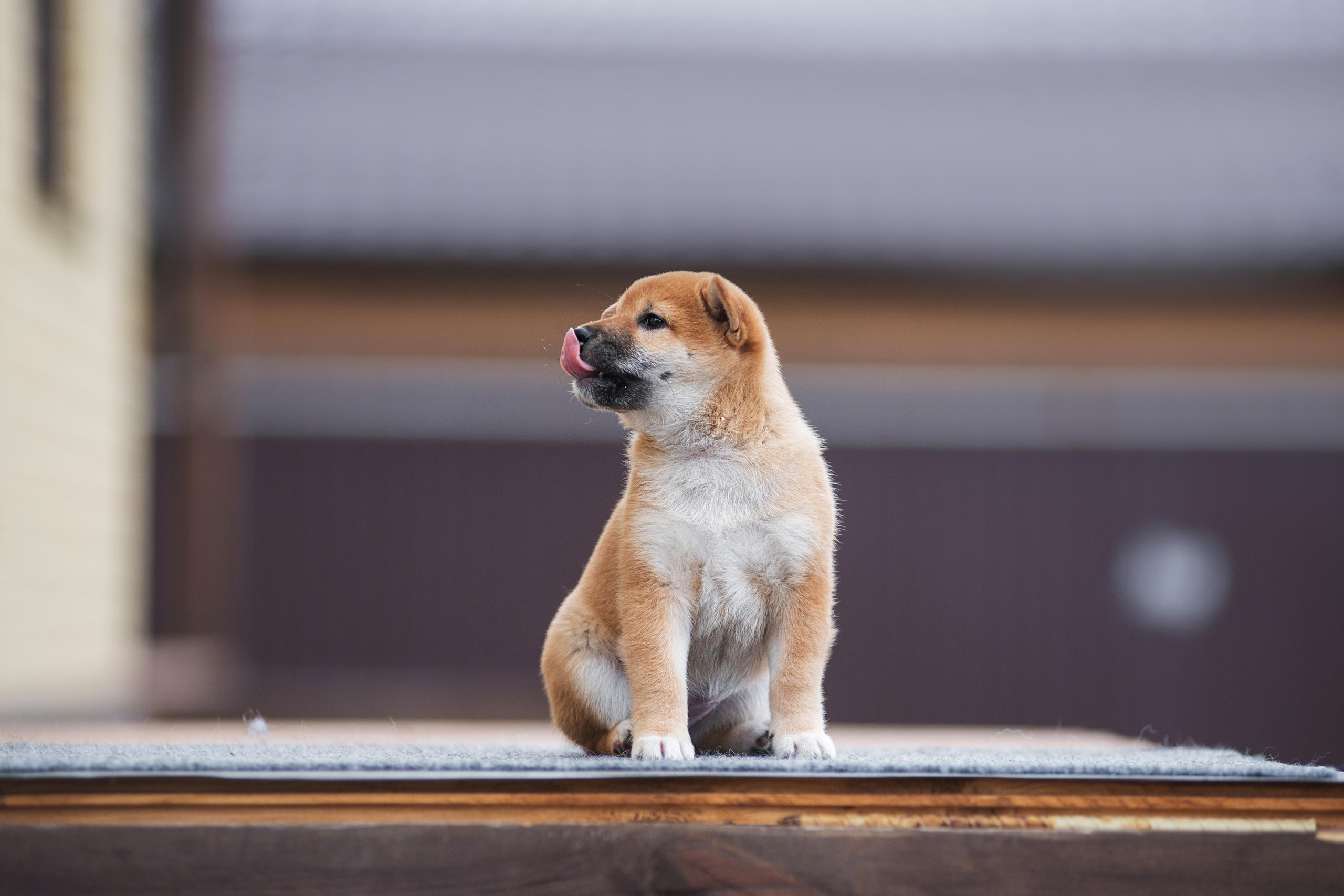 Щеночки Сибы. Дог-фотограф в Тюмени Александра Королева