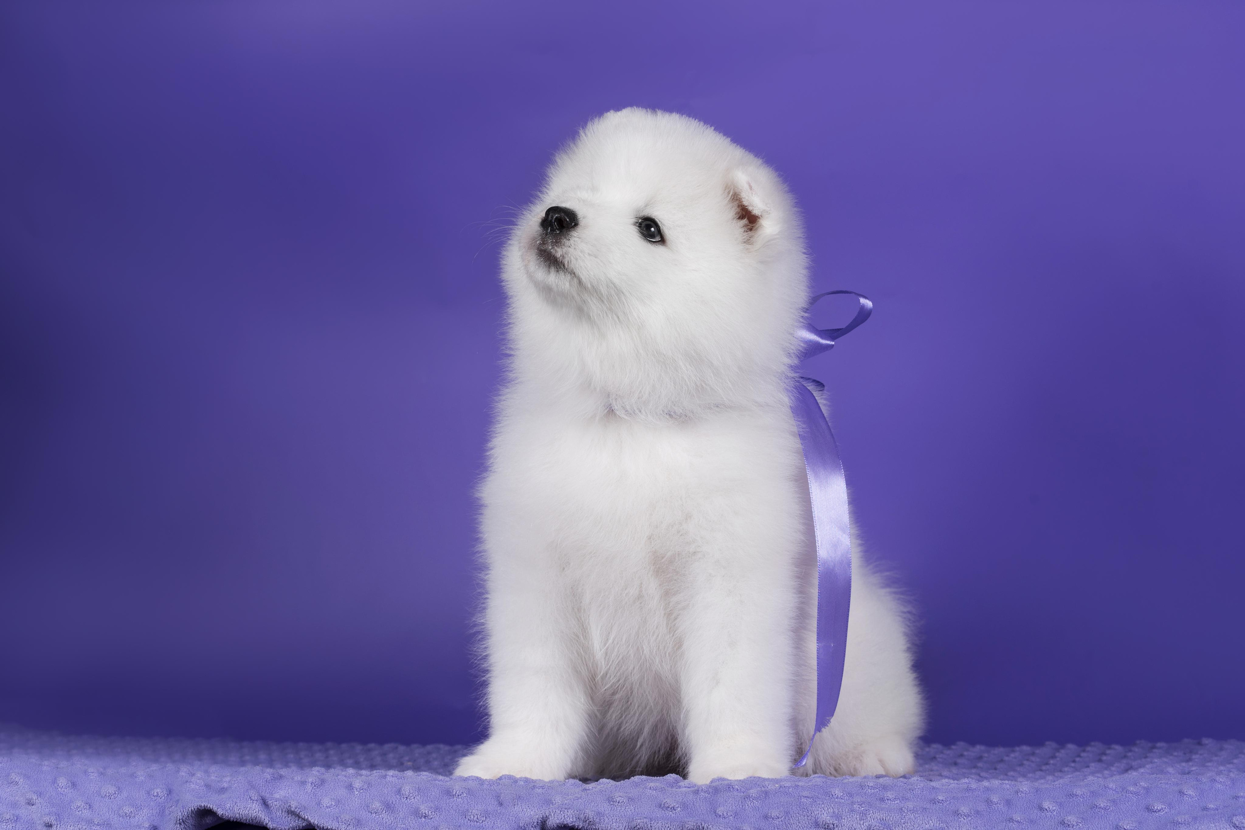 Пушистики самоеды. Дог-фотограф в Тюмени Александра Королева