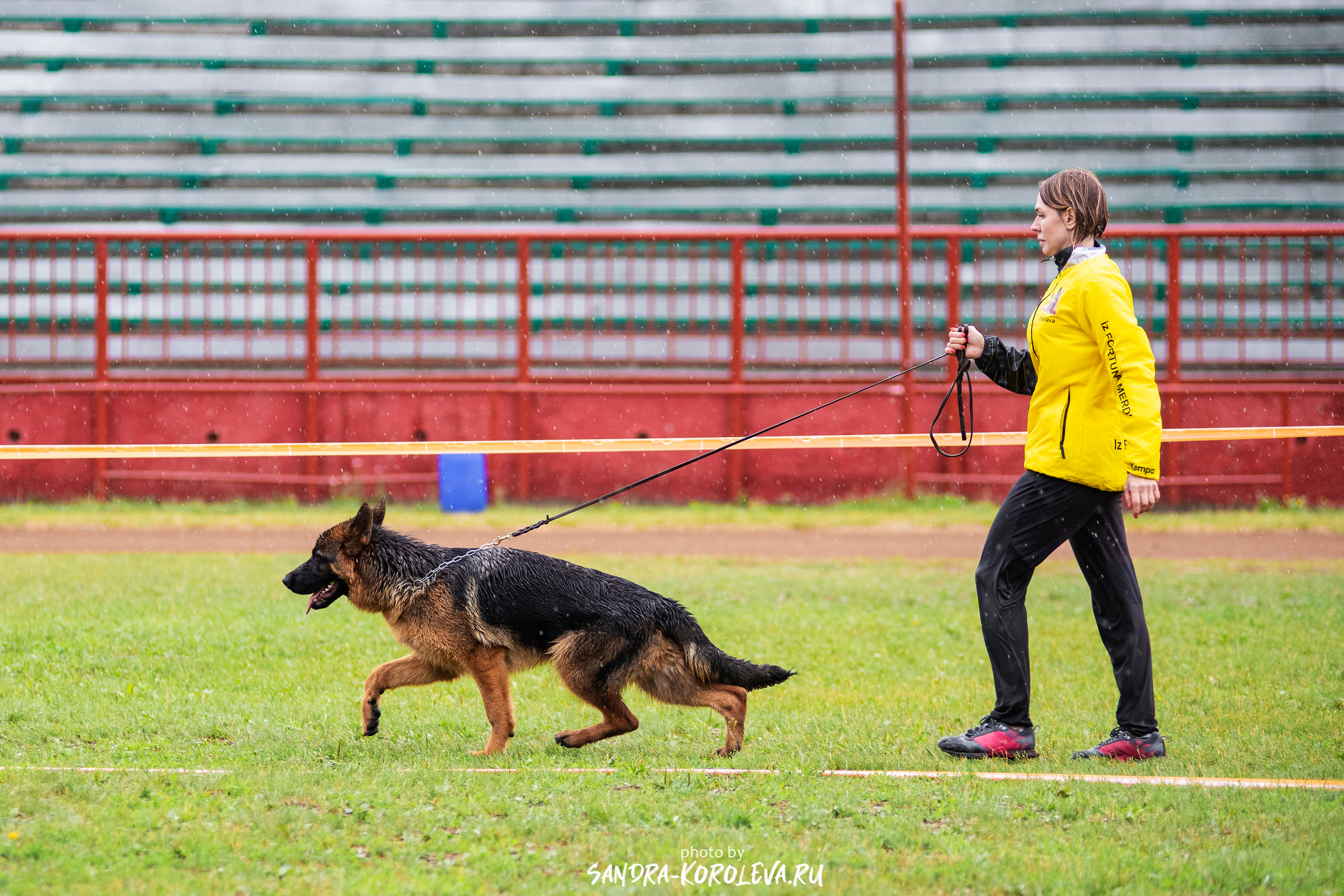 Монопородная выставка немецких овчарок, г. Заречный 2021. Дог-фотограф в Тюмени Александра Королева