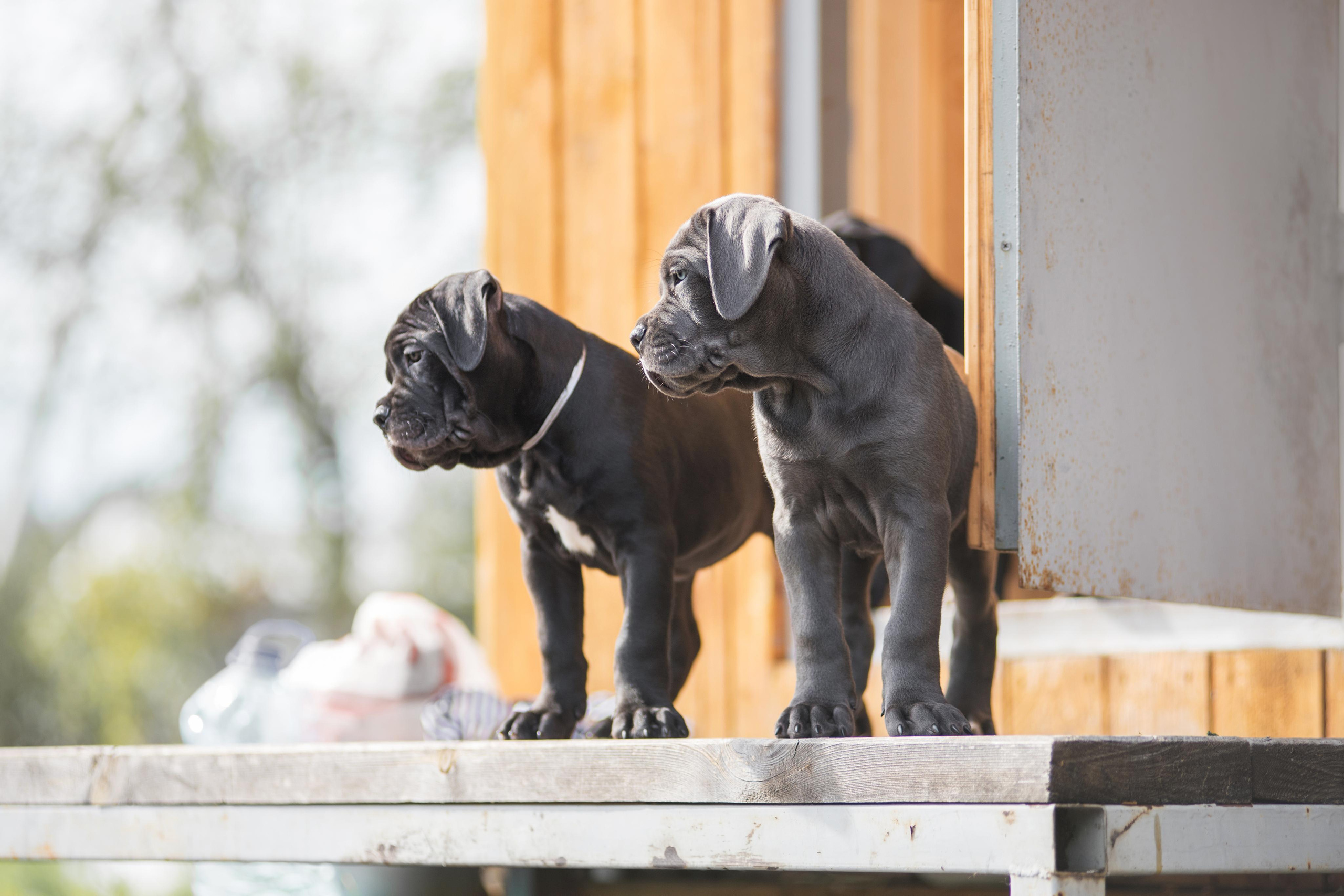 Щенки кане корсо. Дог-фотограф в Тюмени Александра Королева