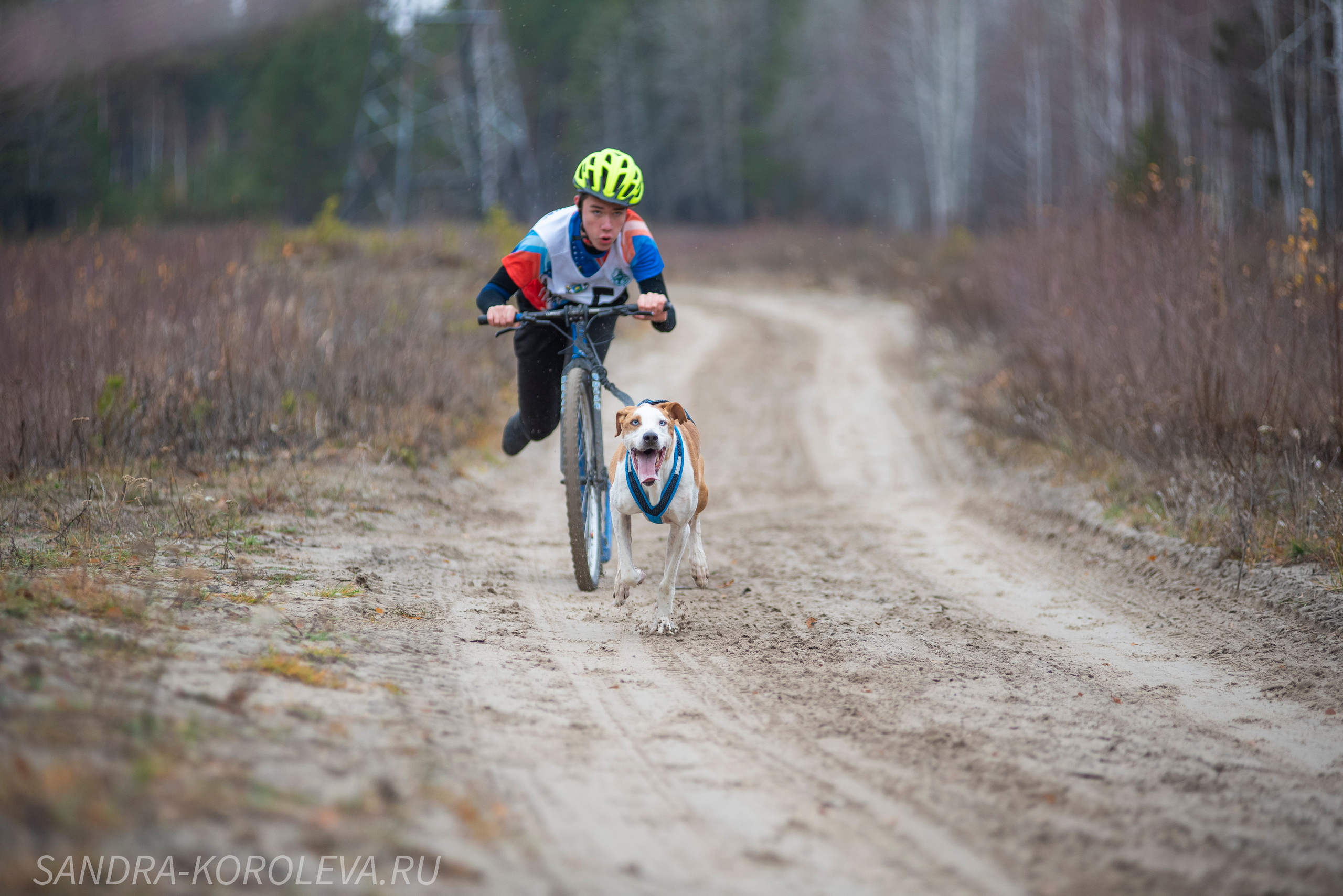 Спринт-гонка «Закрытие сезона» 24.10.2021. Дог-фотограф в Тюмени Александра Королева
