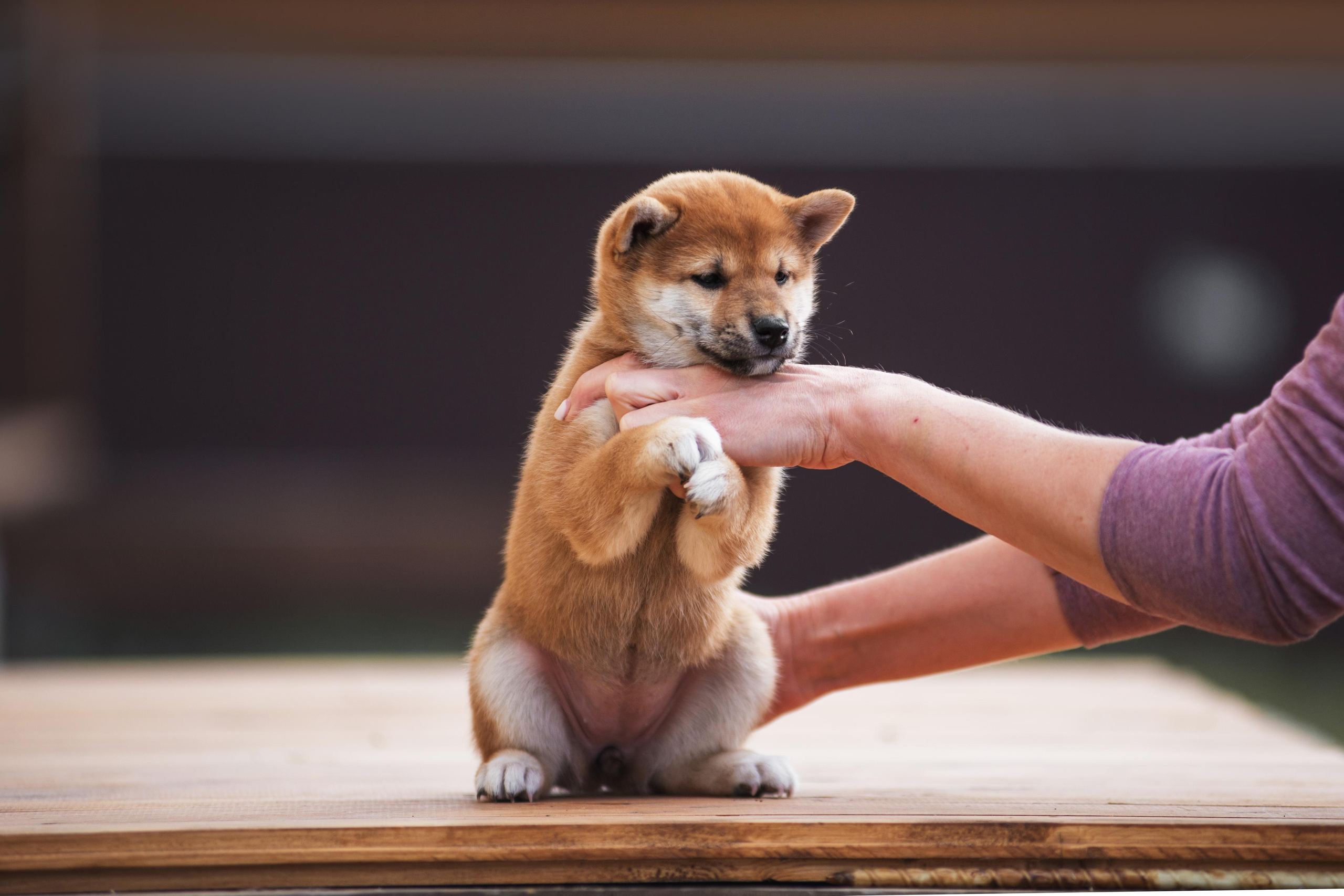 Щеночки Сибы. Дог-фотограф в Тюмени Александра Королева